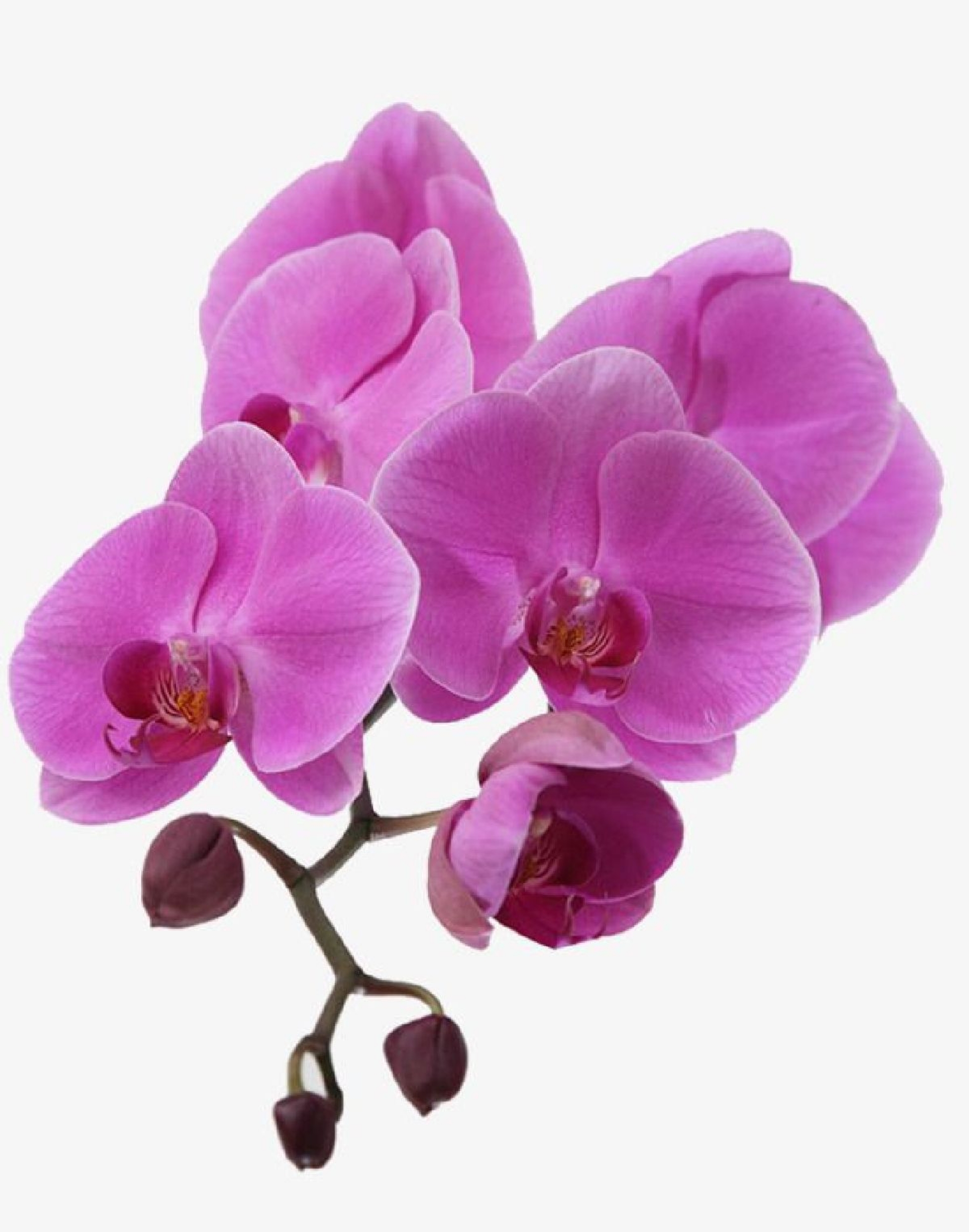 Hoy se inaugura la exposición de orquídeas Caricias del Viento
