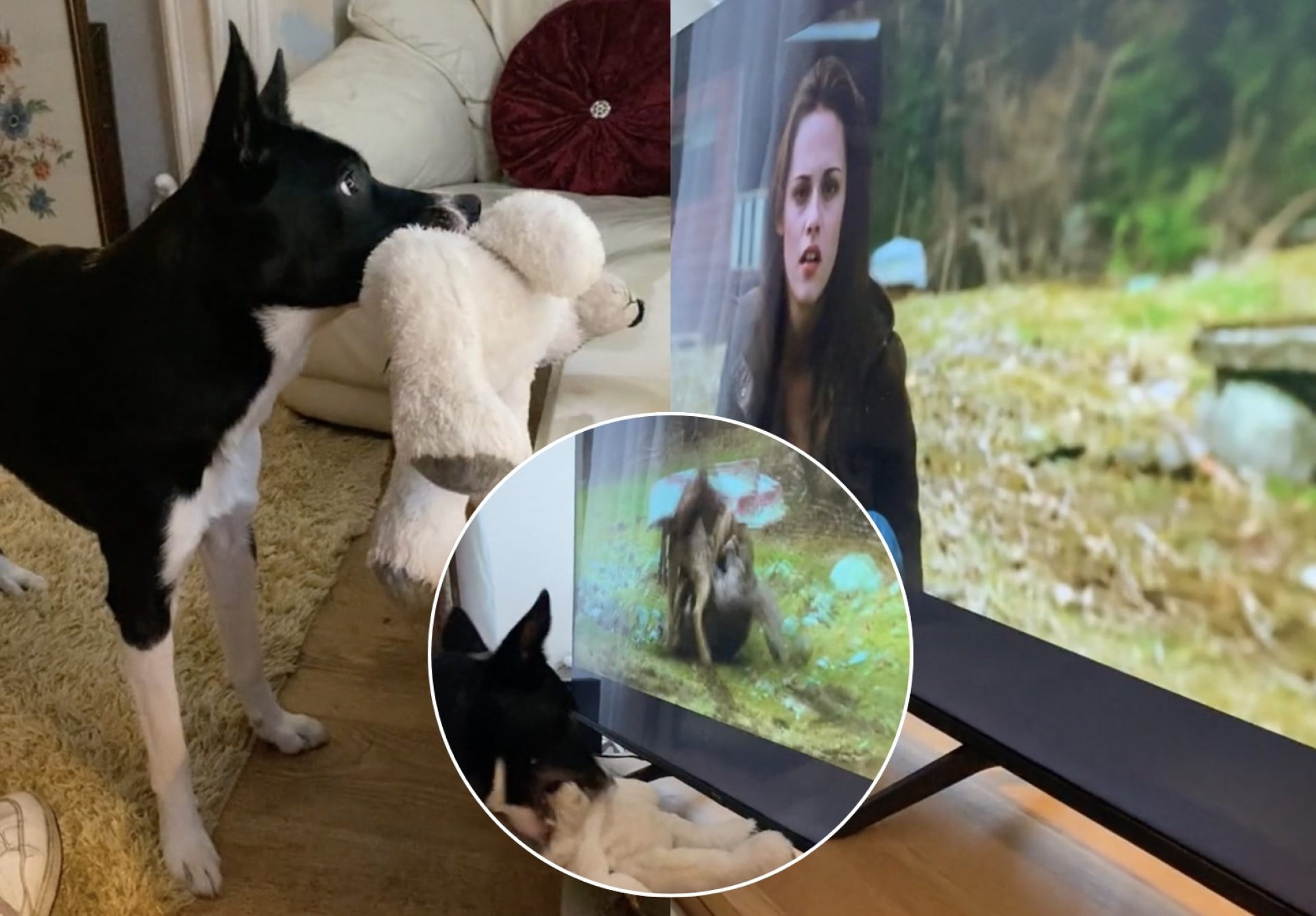 Perro fan de "Crepúsculo" se hace viral con su reacción única