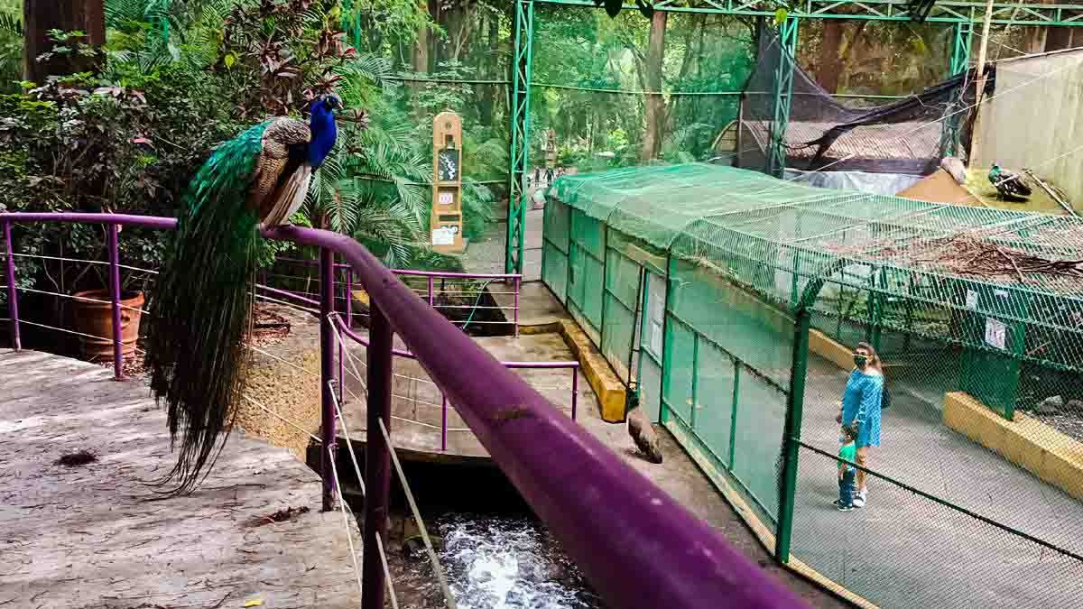 Tendrá parque Chapultepec actividades por el Día Mundial del Medio Ambiente