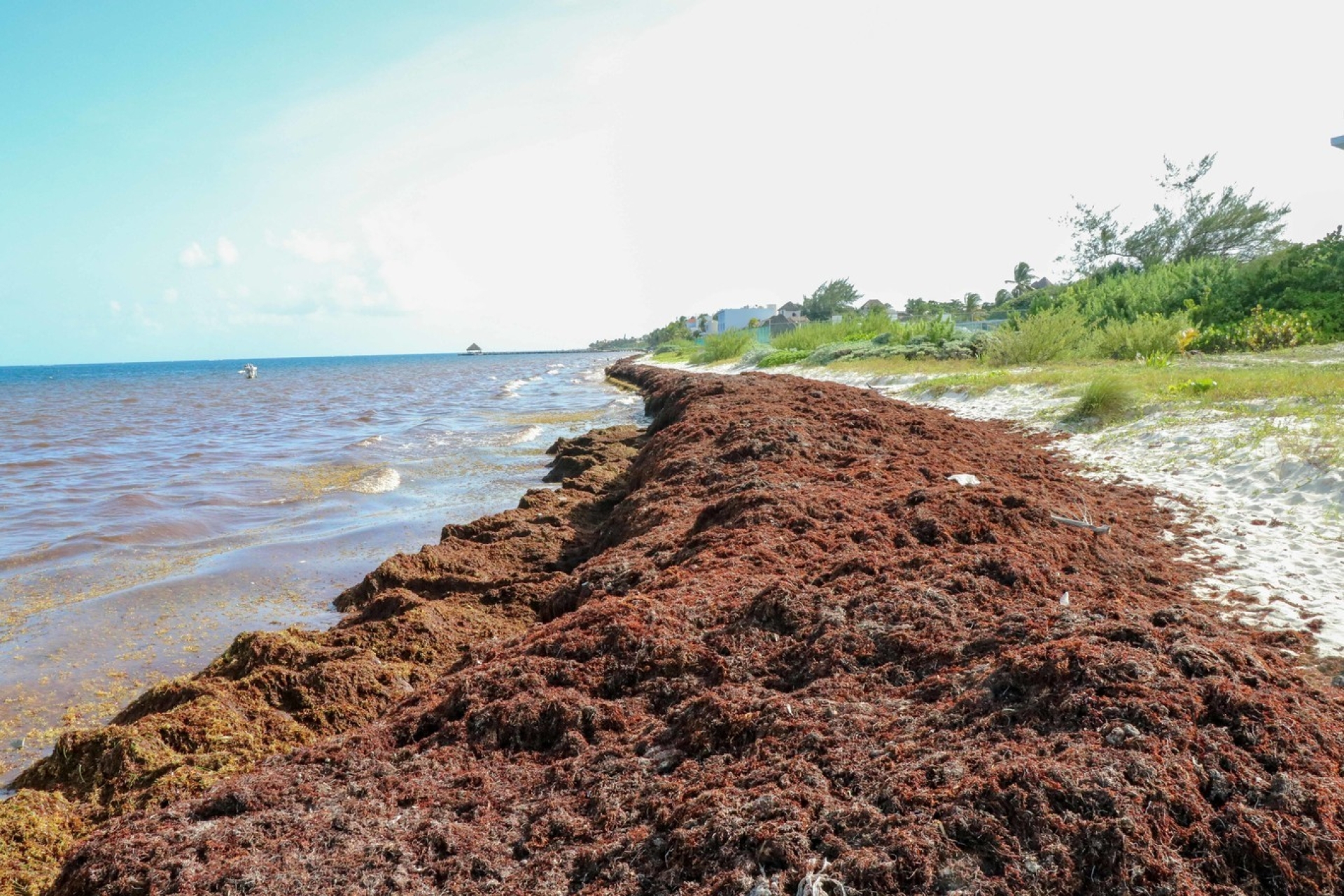 Contaminación y calentamiento de los mares aumentan el sargazo en el Atlántico