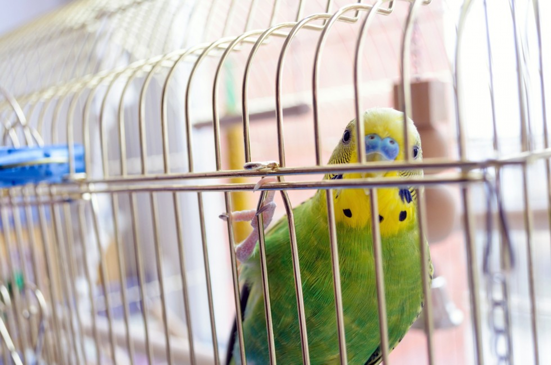Tribunal en India prohíbe enjaular las aves y reconoce sus derechos “a ser libres y volar”