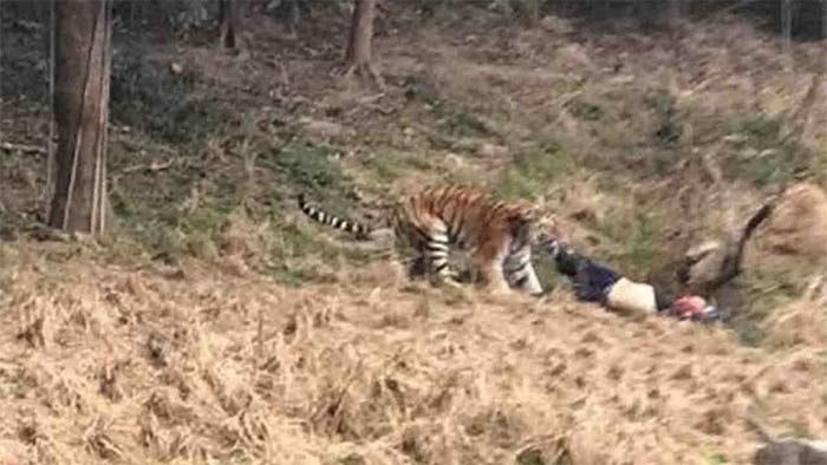 Hombre es atacado por un tigre en un Zoológico de China