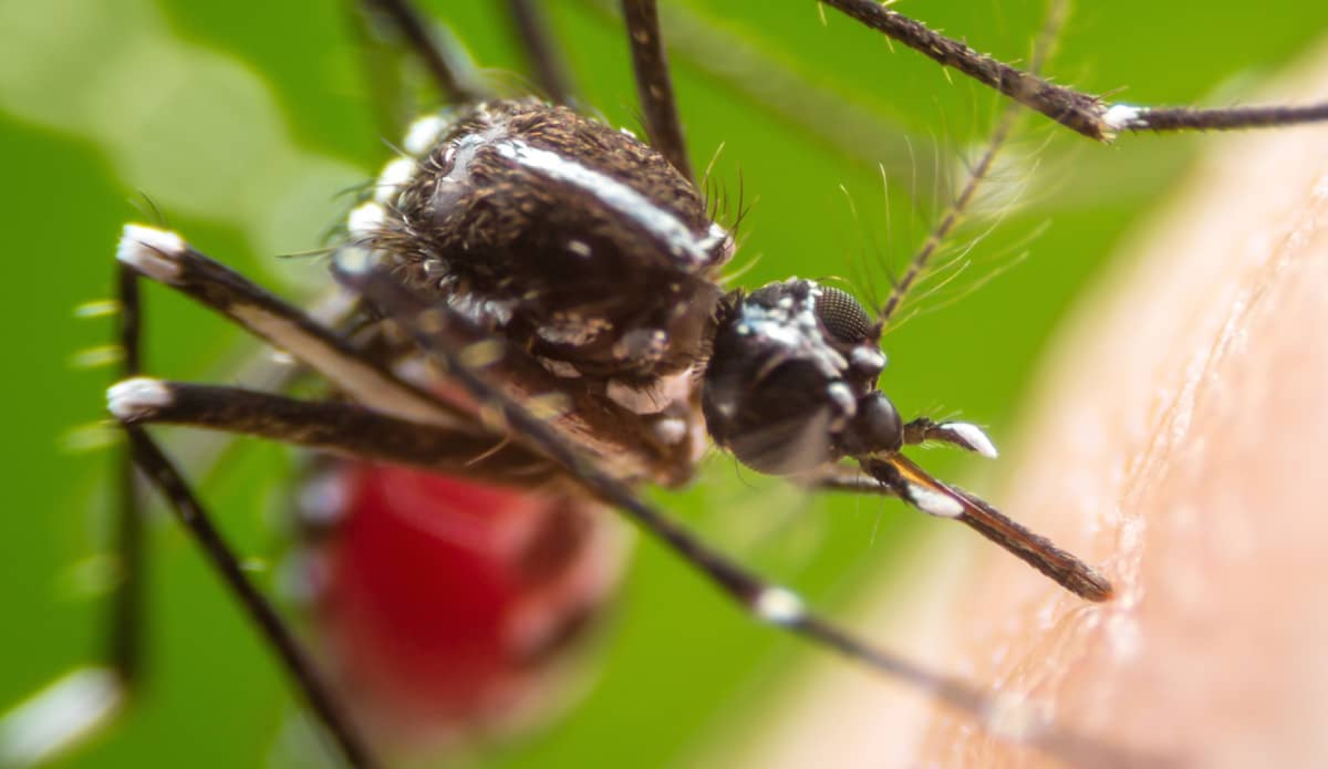 Casos de dengue se han quintuplicado en Morelos