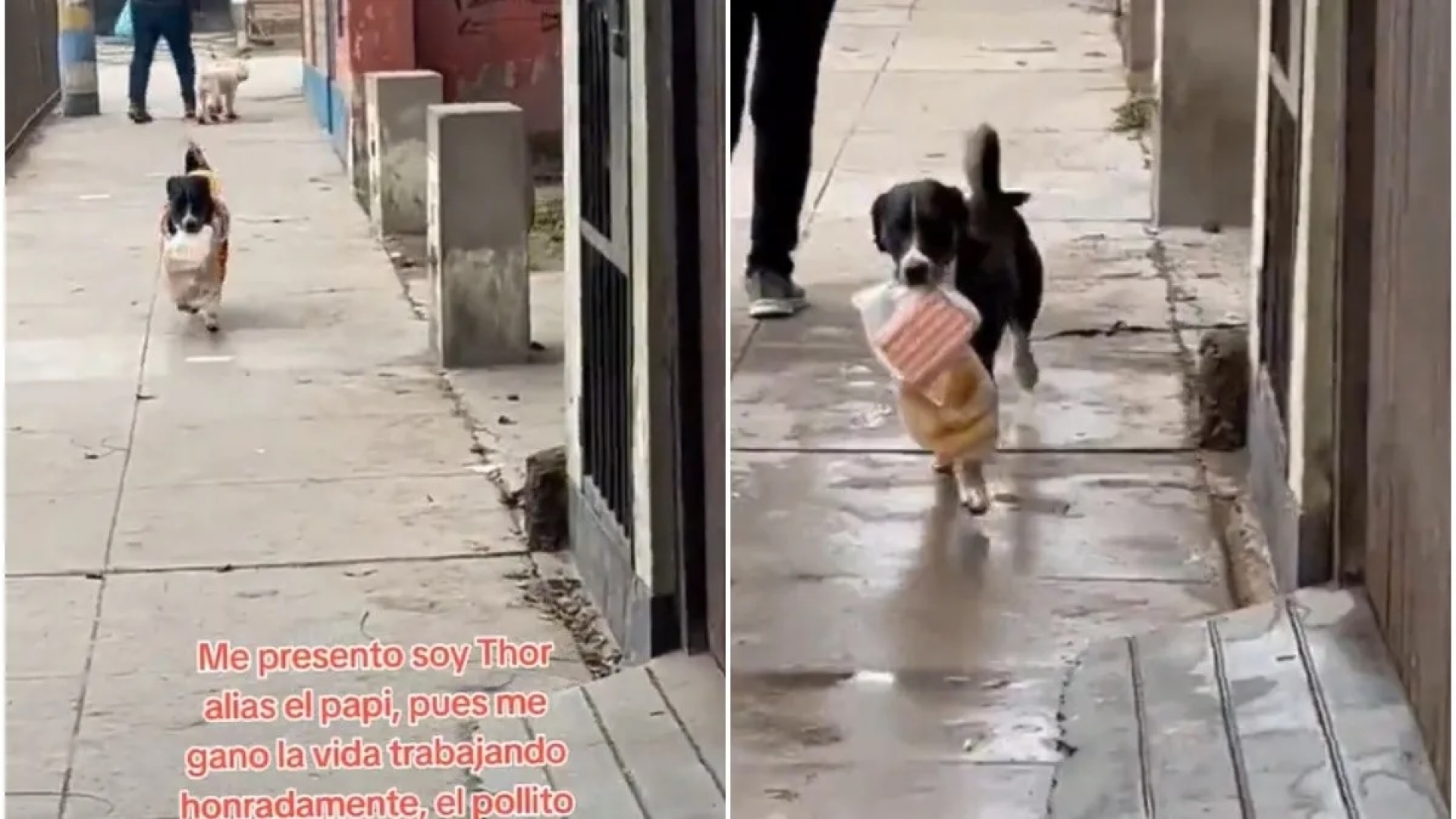 VIDEO: Conoce la historia de 'Thor' el perrito que hace entregas