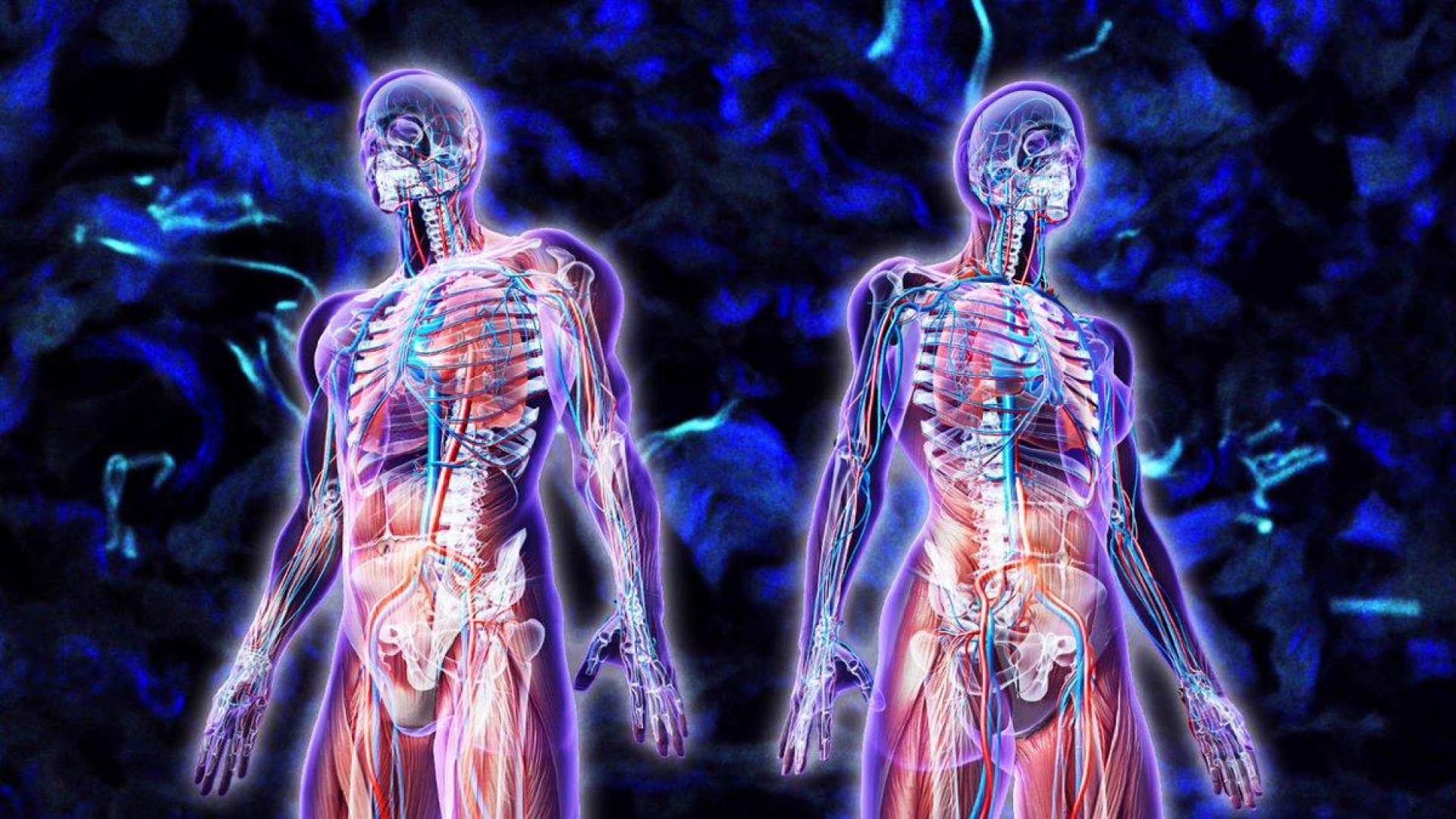 Descubren un nuevo órgano en el cuerpo humano