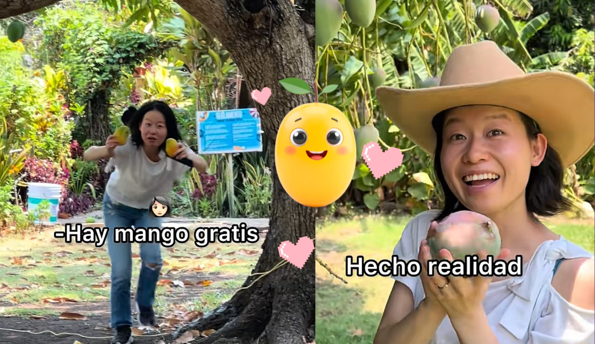 En México ruedan por el piso, en Japón cuestan una fortuna: la vida secreta del mango