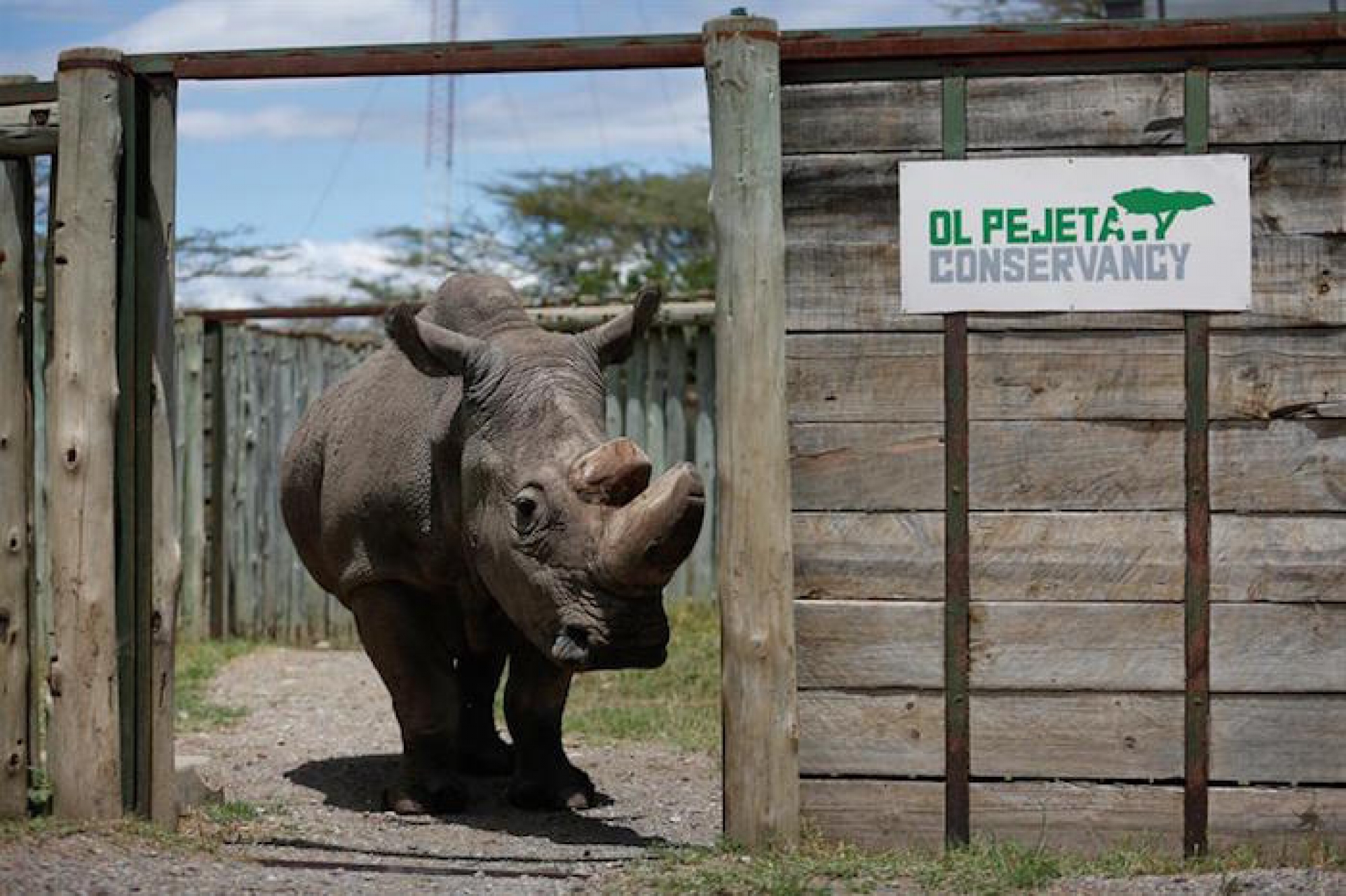 Sudán, el último macho de rinoceronte blanco del norte fallece tras agravase su enfermedad