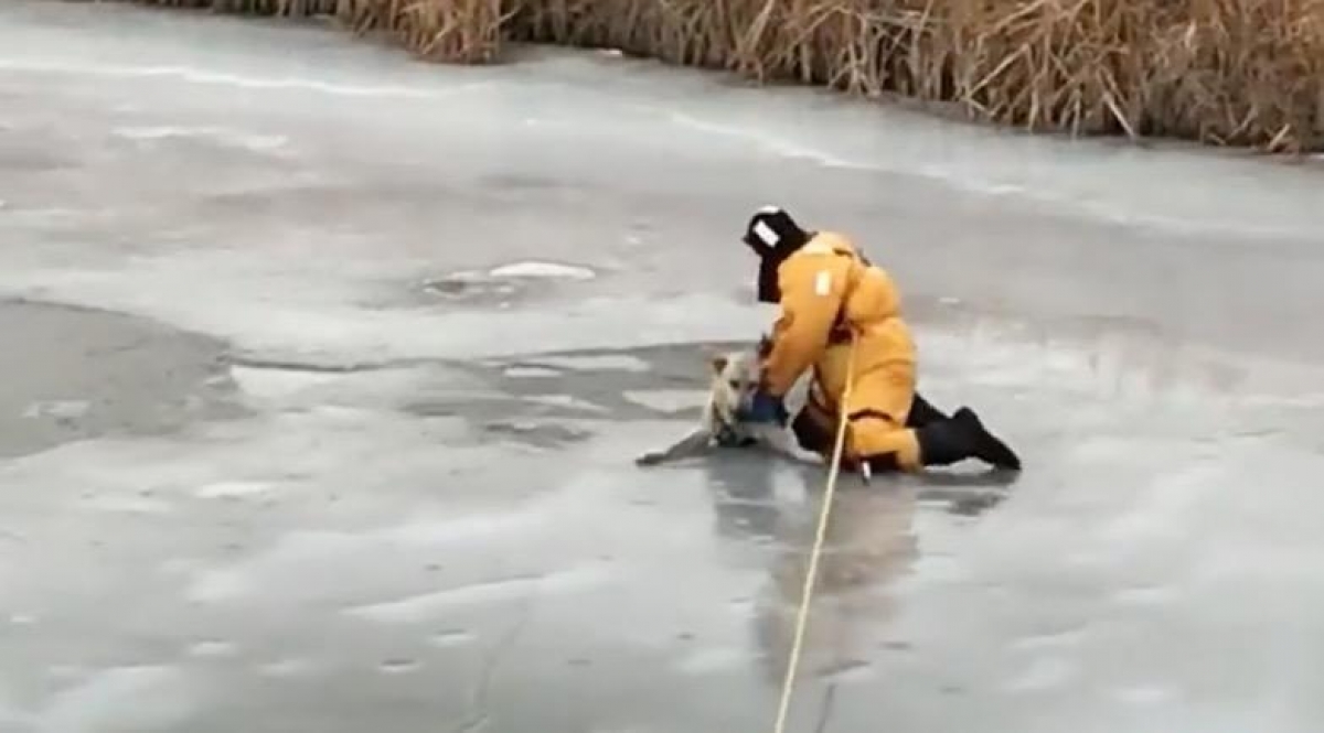 VIDEO: El conmovedor rescate de un perro que quedó atrapado en el hielo