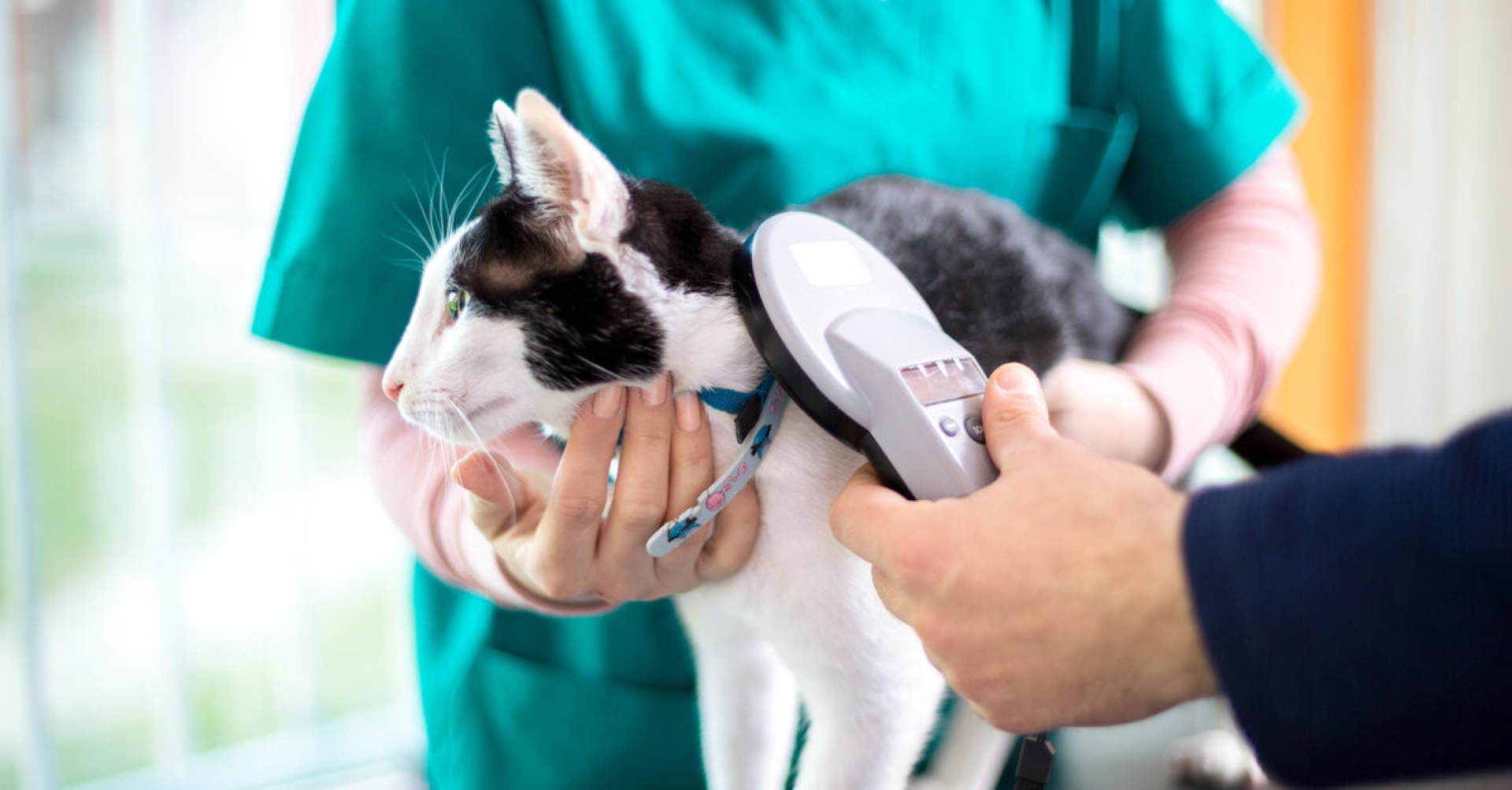 Crean 'thermochip': Una solución menos invasiva para medir la temperatura de los gatos