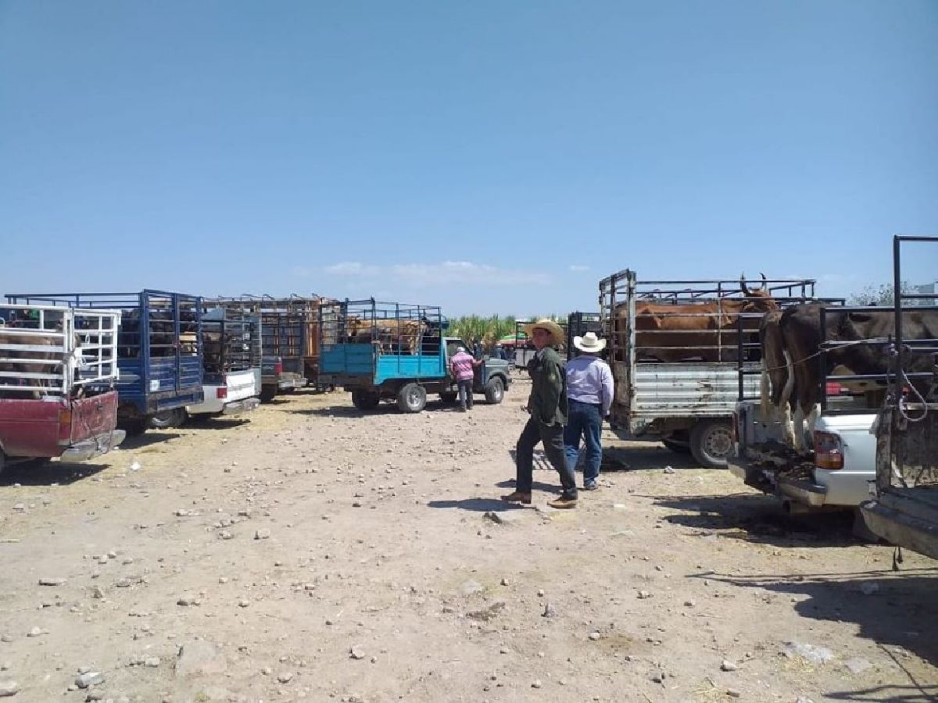 Reapertura de tianguis ganadero disminuirá el “coyotaje”