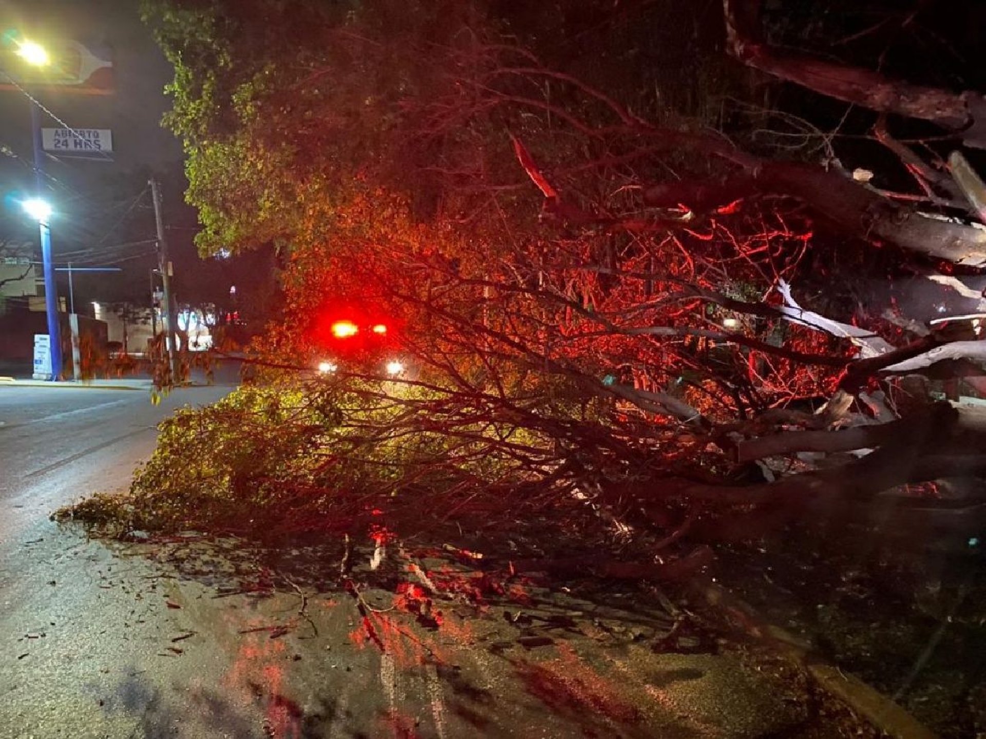 Rachas de viento provocan caída de árboles en Cuernavaca