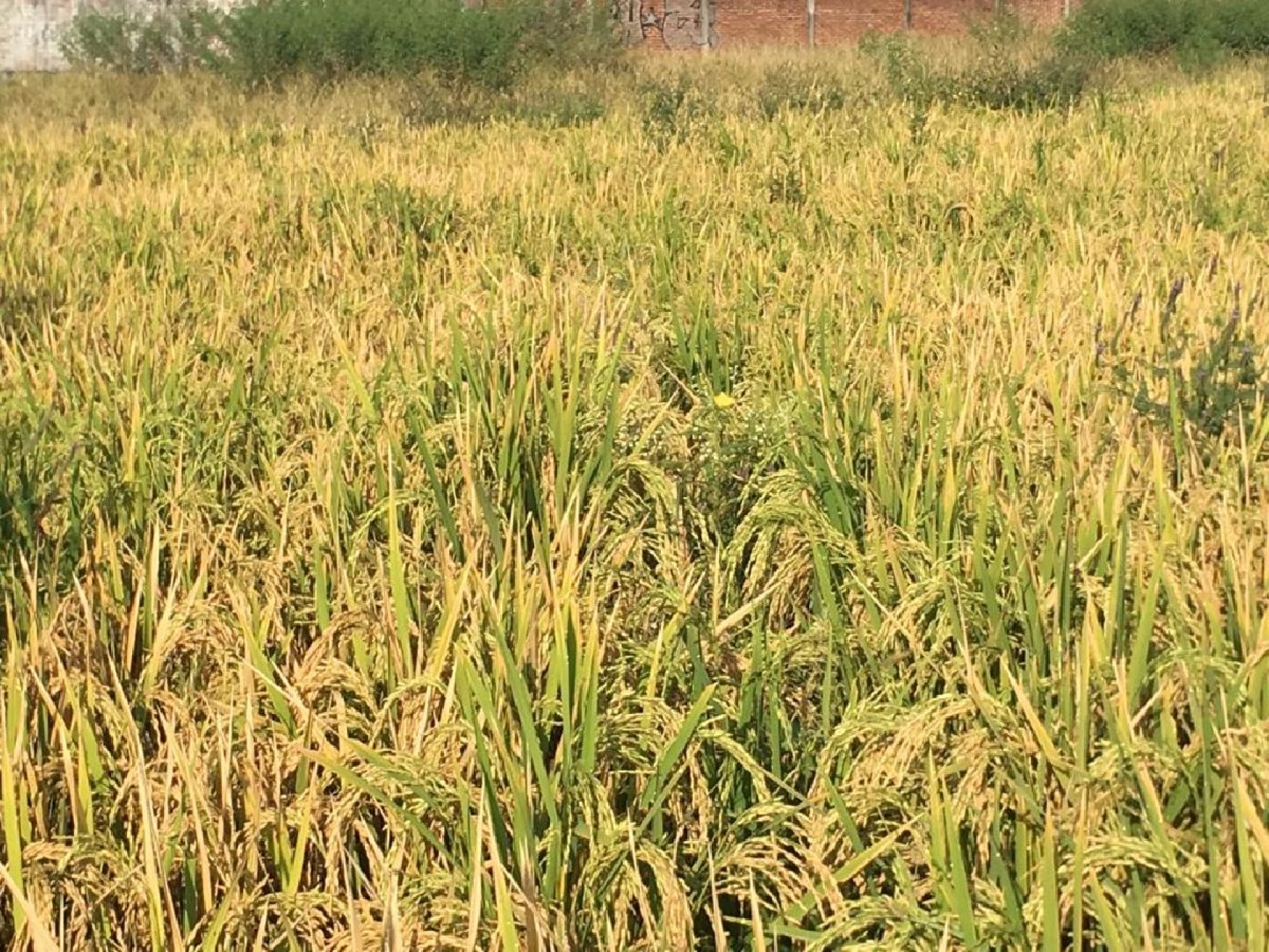 Ejidatarios reducen sus cultivos de arroz