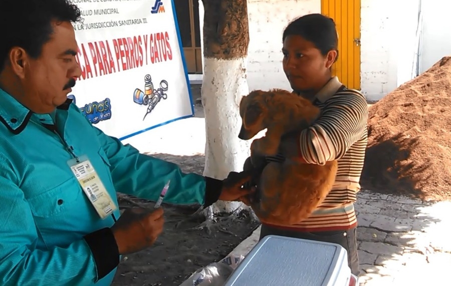 “Amigos de los Animales Morelos” anuncia la octava campaña de esterilización en Cuautla