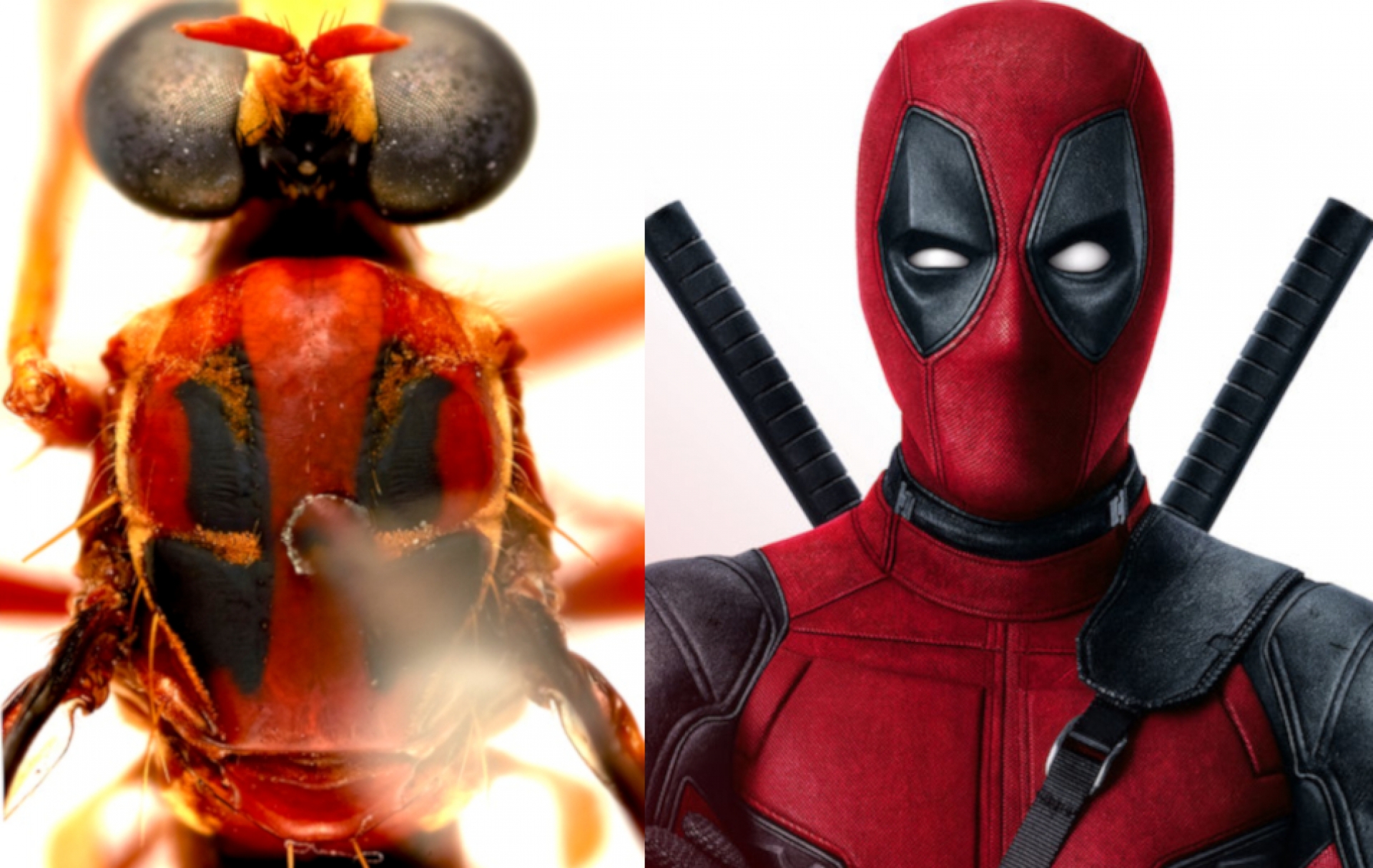 5 nuevas especies de moscas son bautizadas con nombres de Marvel