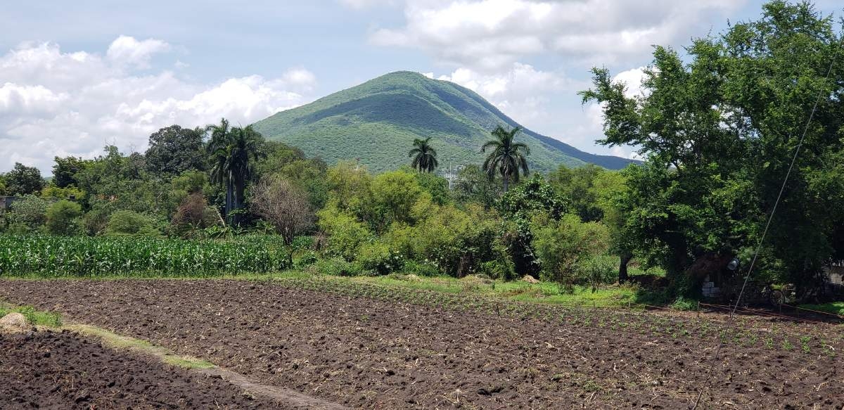 Por falta de agua han dejado de sembrar arroz en el poniente