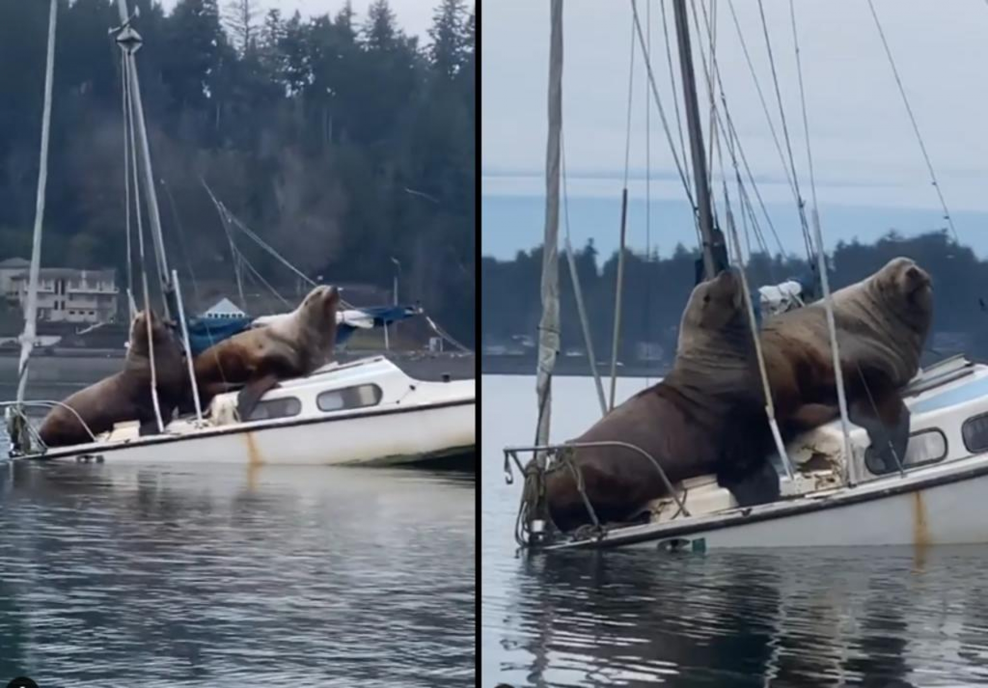 ¡Gorditos y bonitos! 2 lobos marinos paseando sobre un velero en Washington