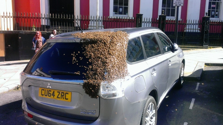 20.000 abejas persiguen un coche durante 24 horas porque la reina estaba encerrada dentro