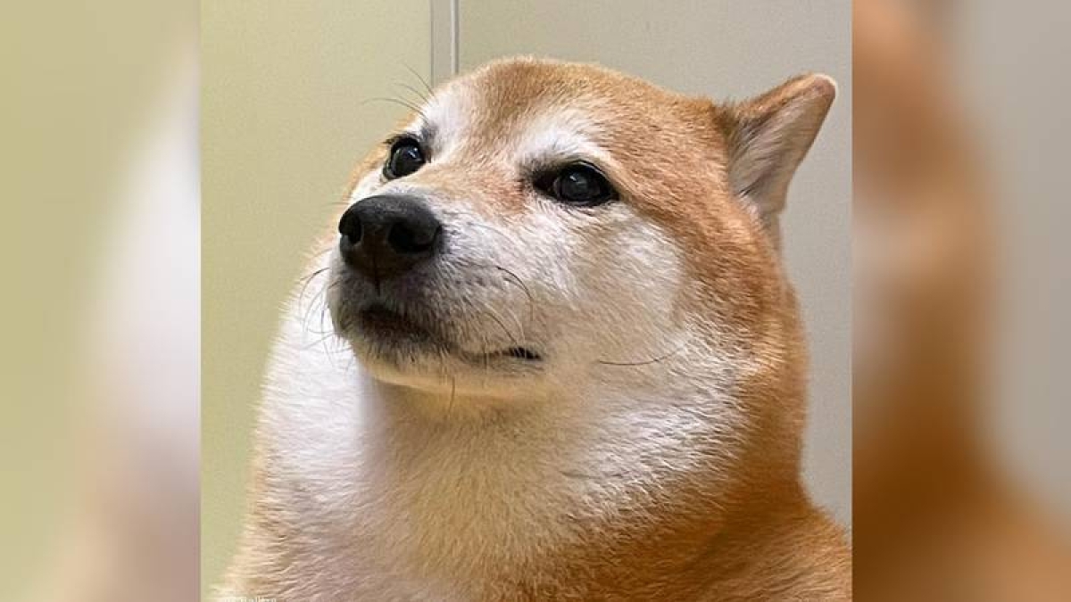 Hospitalizan de urgencia a perrito Cheems tras pancreatitis