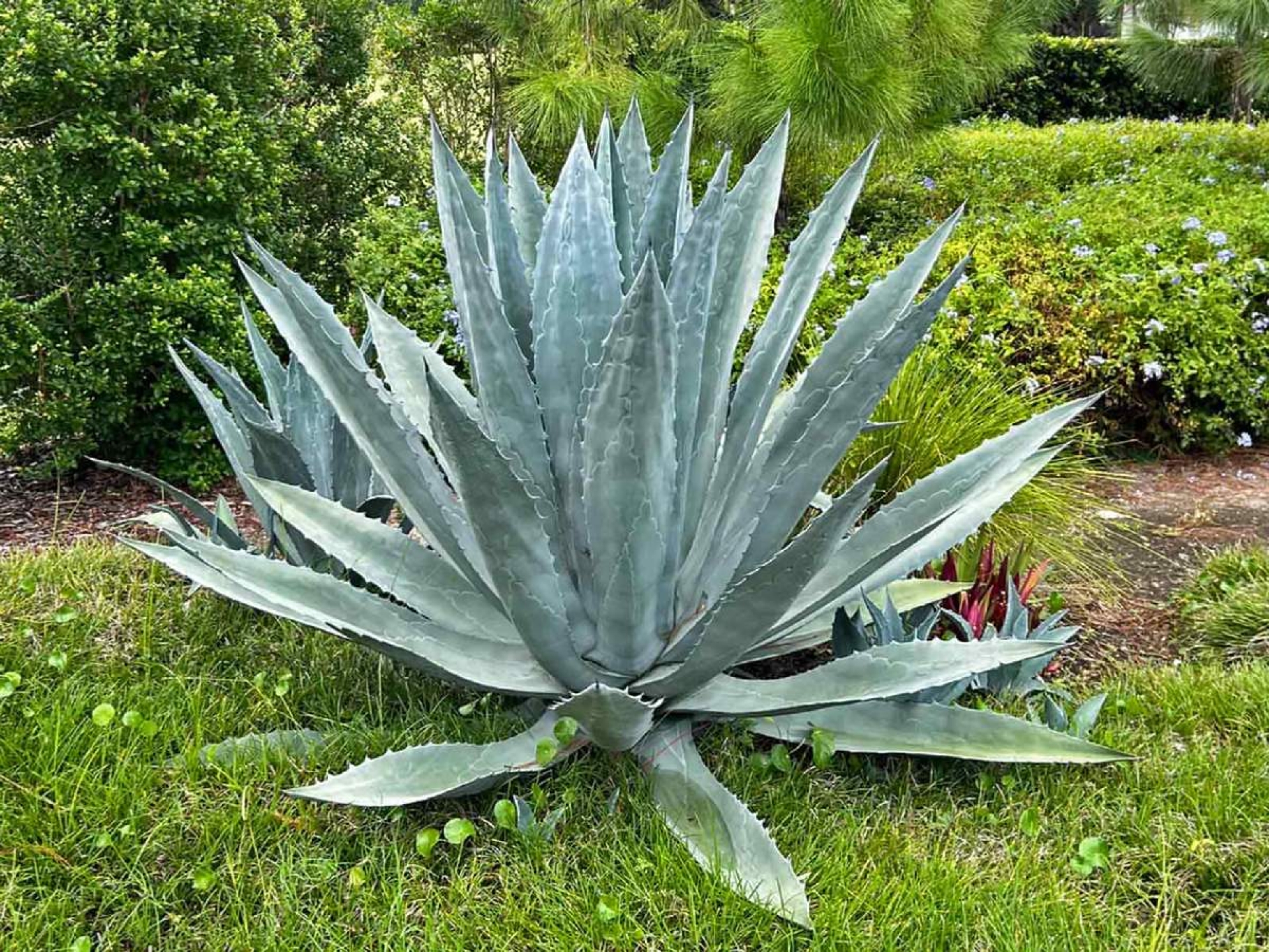 La telaraña del agave: tecnología, excedentes y la oportunidad de repensar el territorio