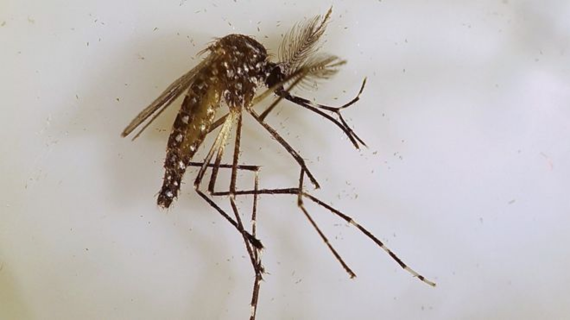 Promueven ley para combatir el dengue y mal de chagas