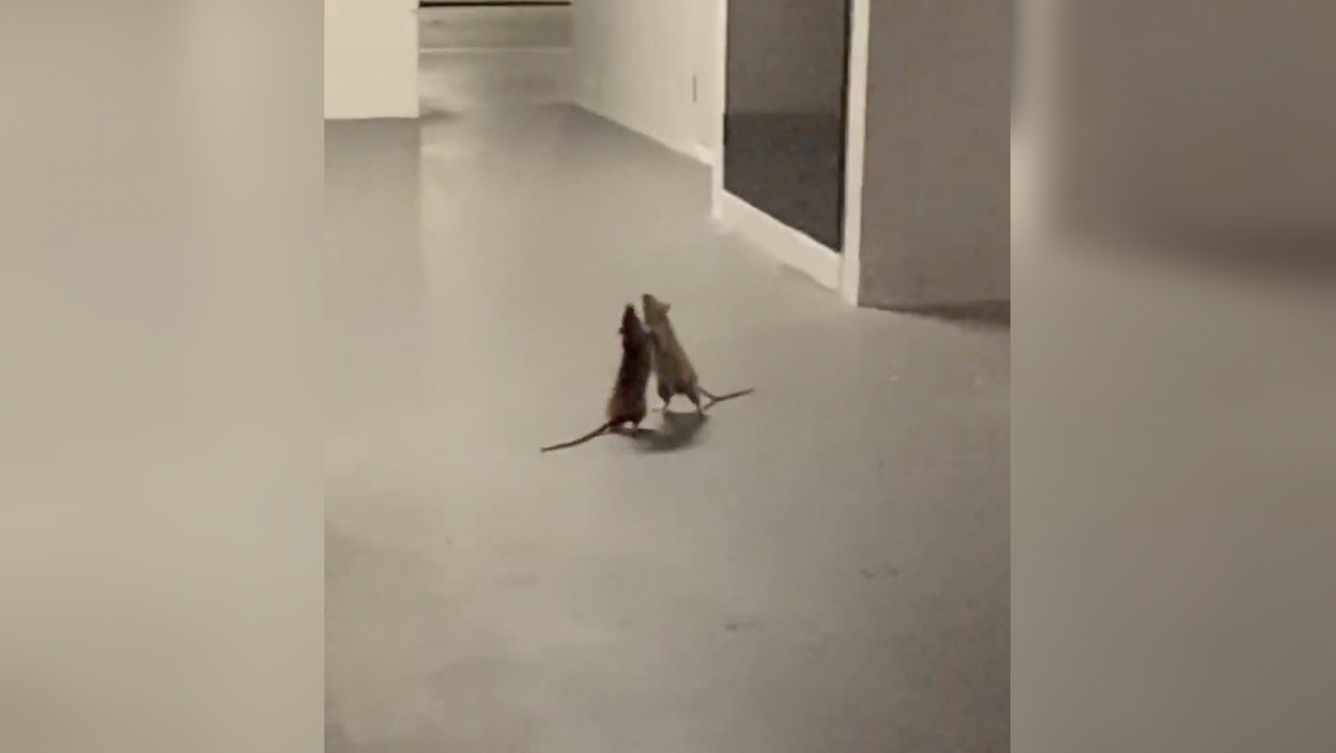 #VIRAL: 2 ratas se agarran a golpes mientras un gato las observa