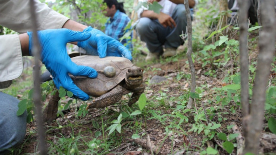 Descubren a Goode, una nueva especie de tortuga mexicana