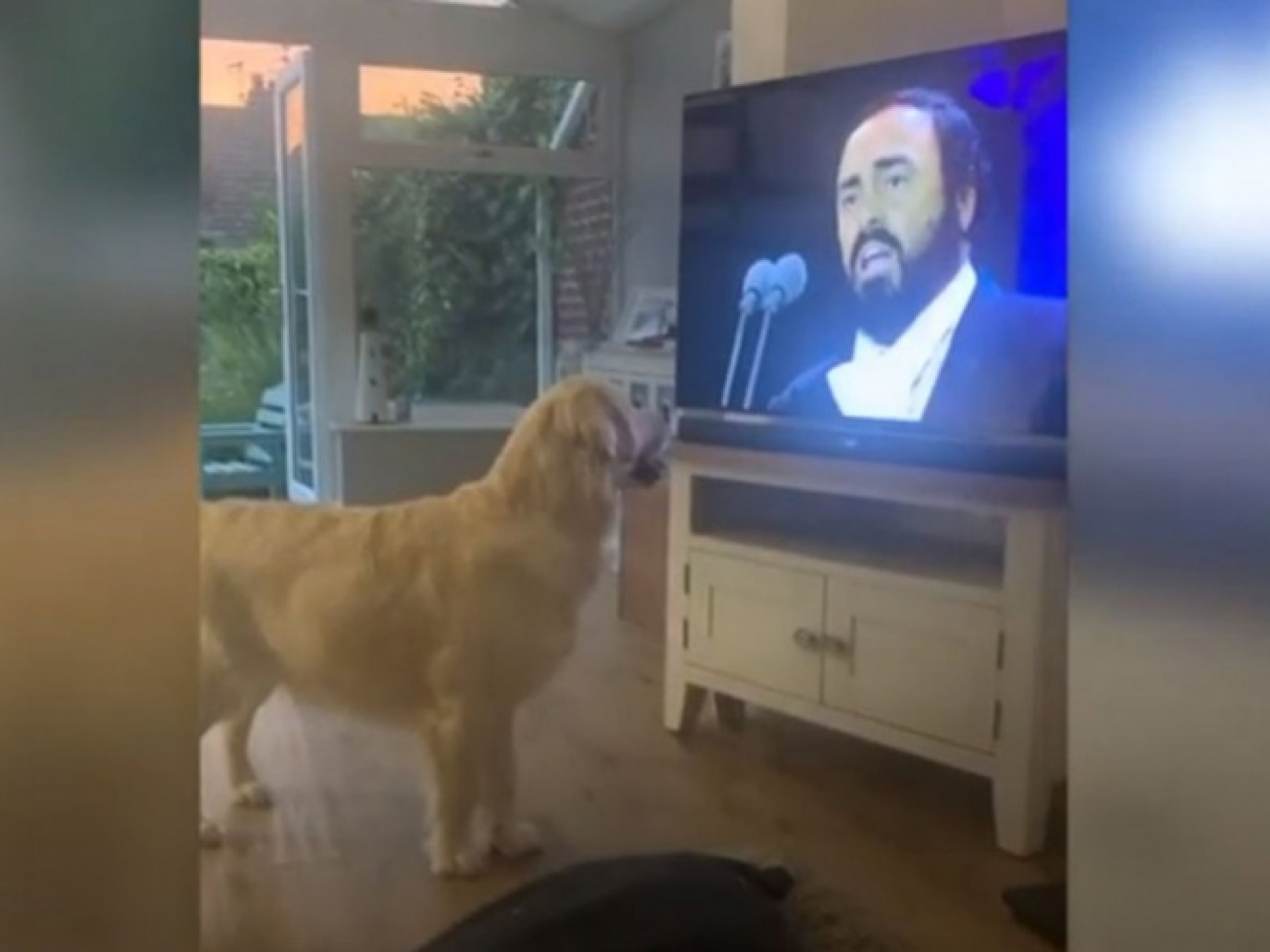 Así reaccionó este perrito al escuchar música de Pavarotti