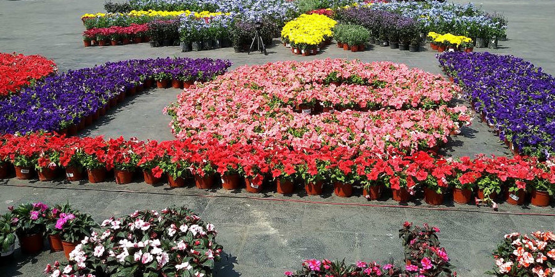 Inauguran tapete floral monumental del Festival Internacional de la Primavera