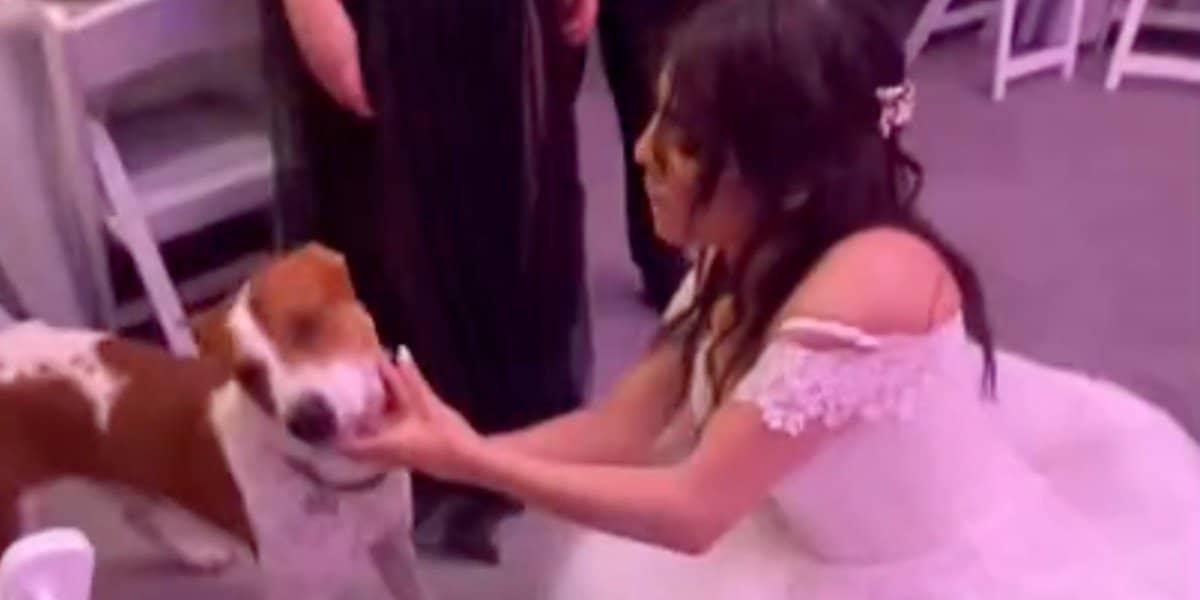 Perrito se cuela en boda y se vuelve viral en TikTok