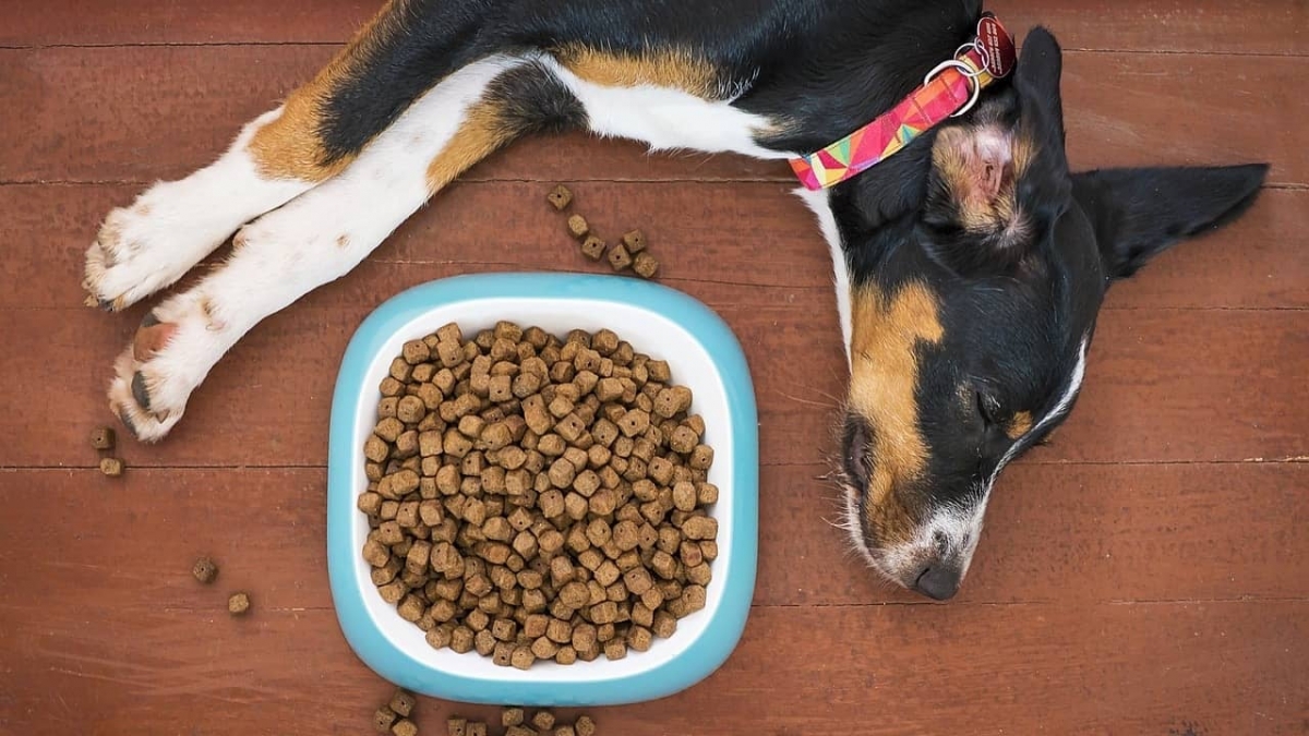 Ley de Ingresos de 2022 propone quitar IVA al alimento para mascotas