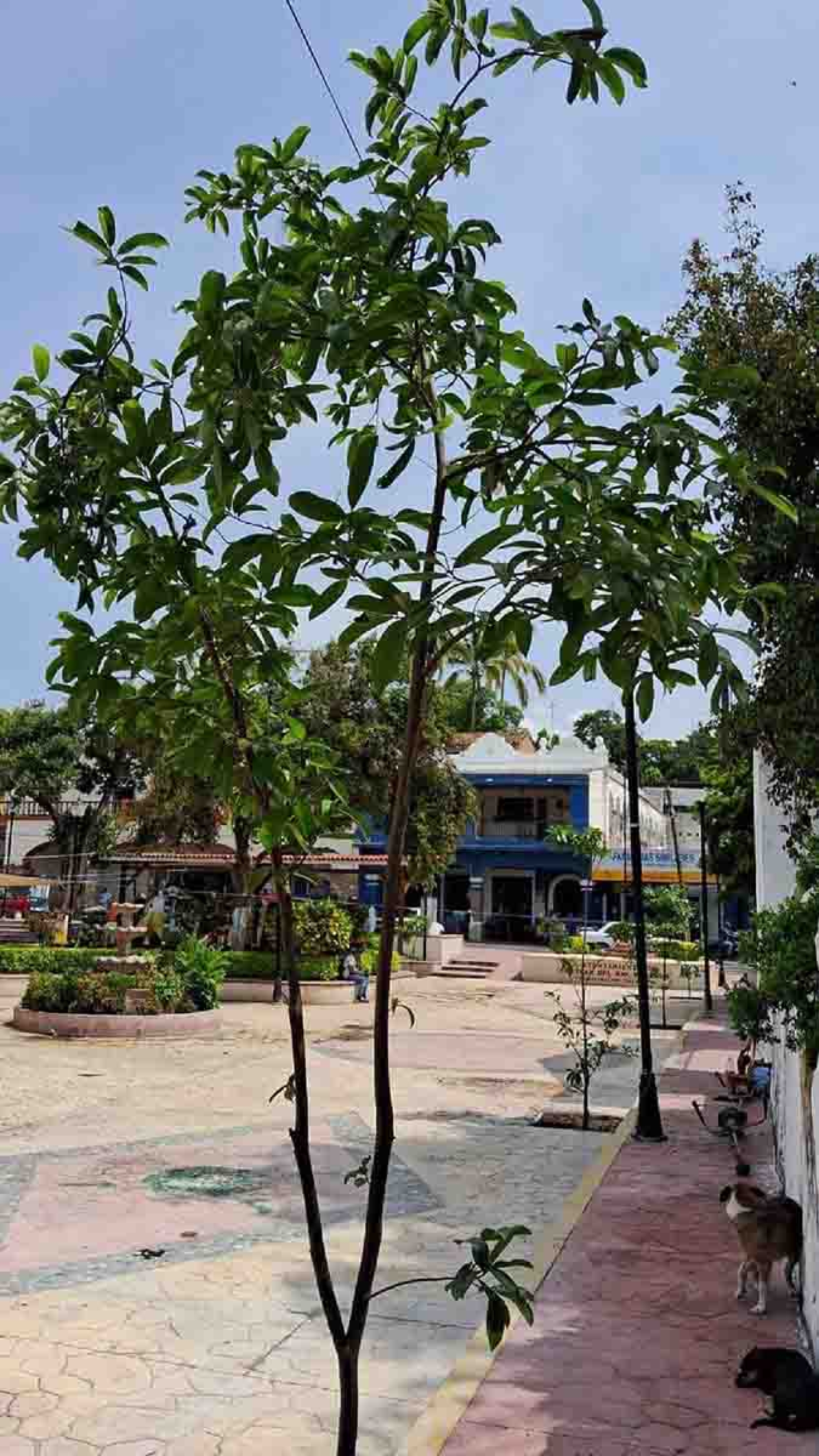 Siembran árboles frutales en el zócalo de Coatlán