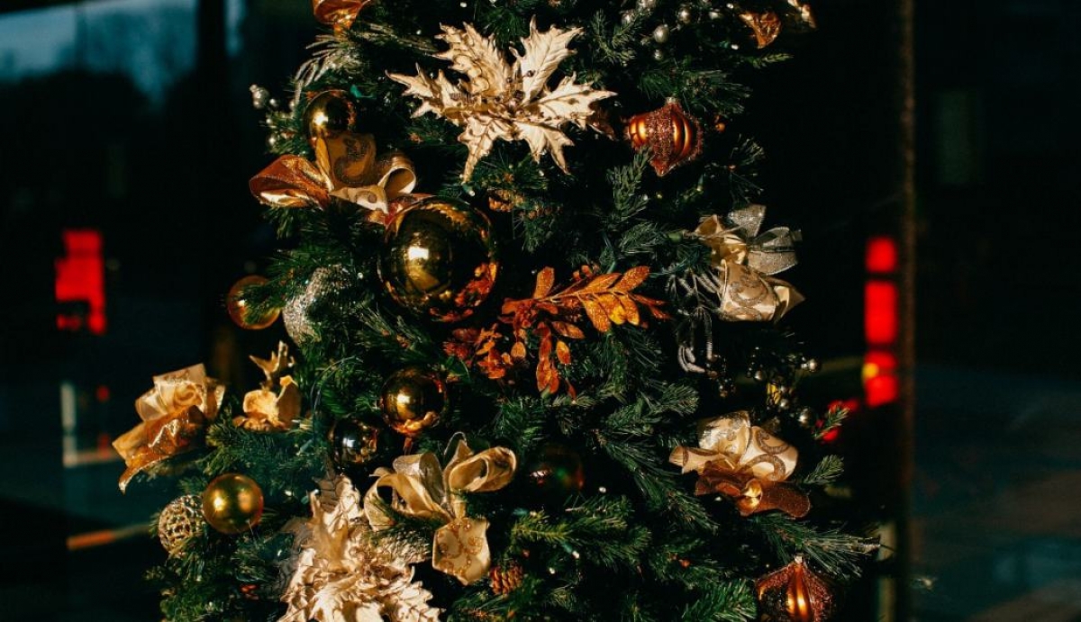 México le devuelve a Estados Unidos 13 mil árboles de navidad