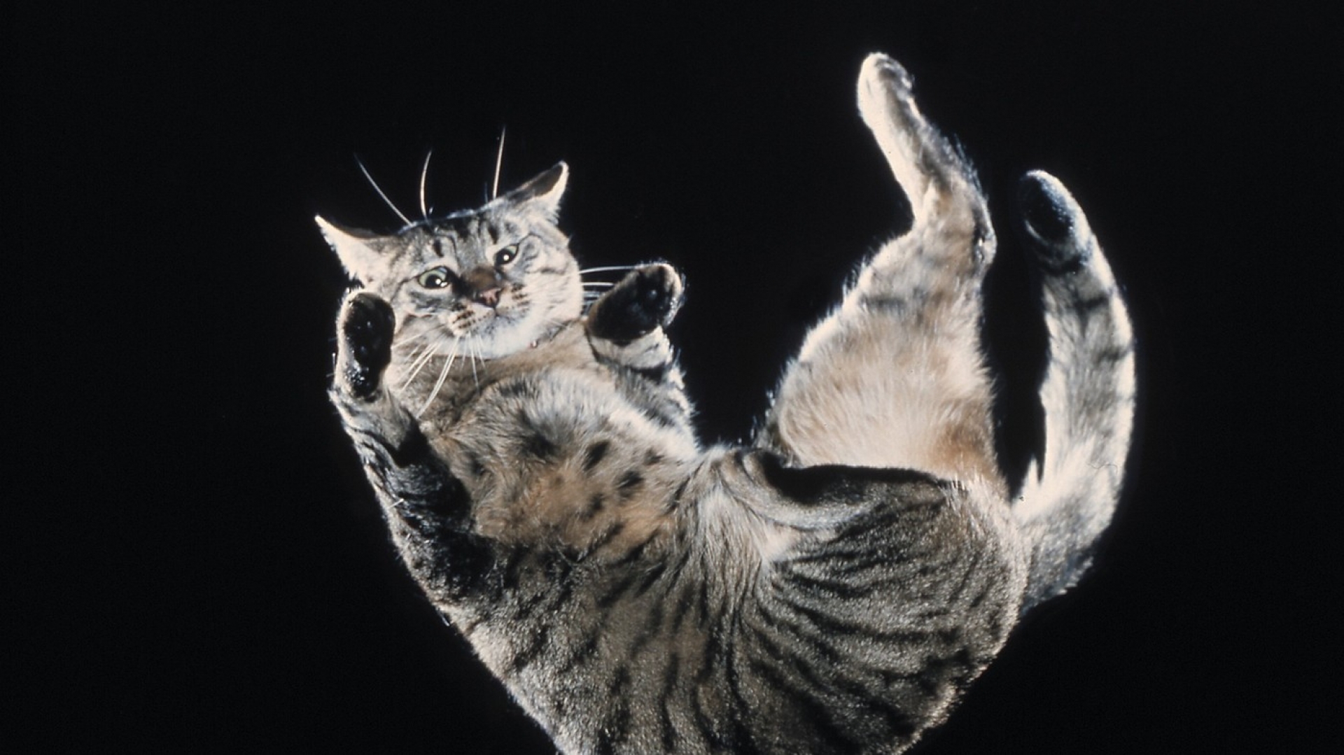 Cómo pueden sobrevivir los gatos a una caída desde un rascacielos