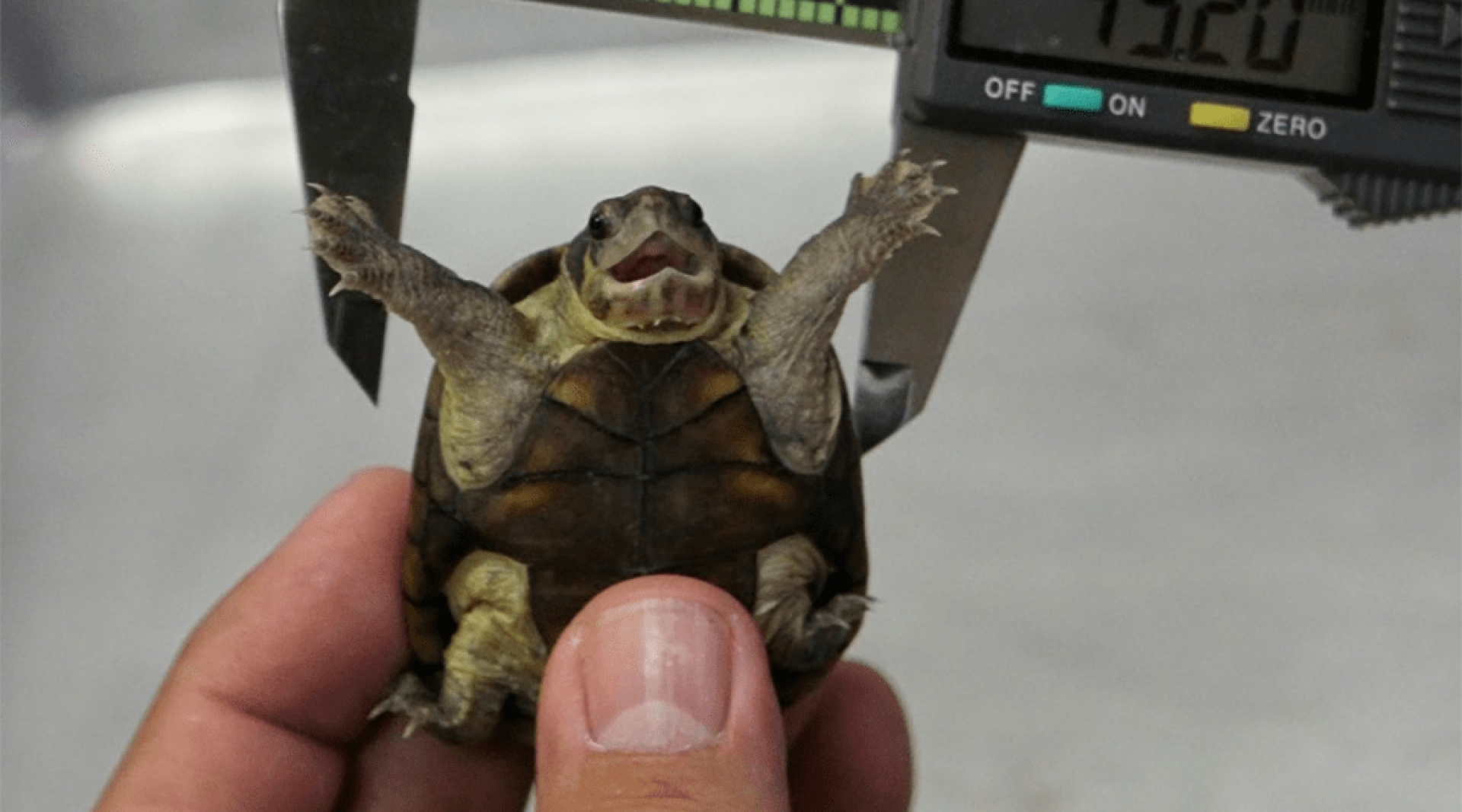 Descubren una nueva especie de tortuga mexicana en Puerto Vallarta