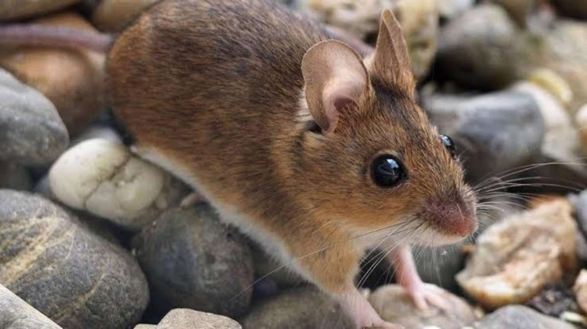 Mientras el mundo lucha contra el Covid-19, ahora es el hantavirus el que alerta a China con una muerte