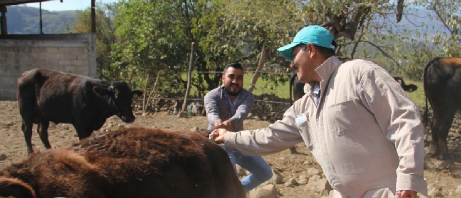 Realizan campaña de vacunación contra rabia bovina