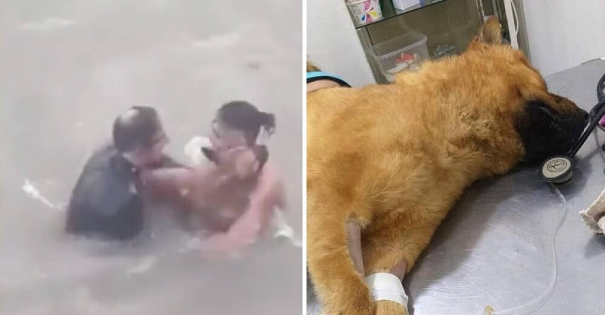Hombre se lanza al mar para rescatar a un perrito que se ahogaba