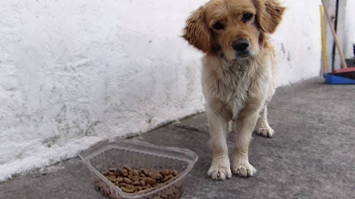 Multarán a quien alimente a animales de la calle en Mérida