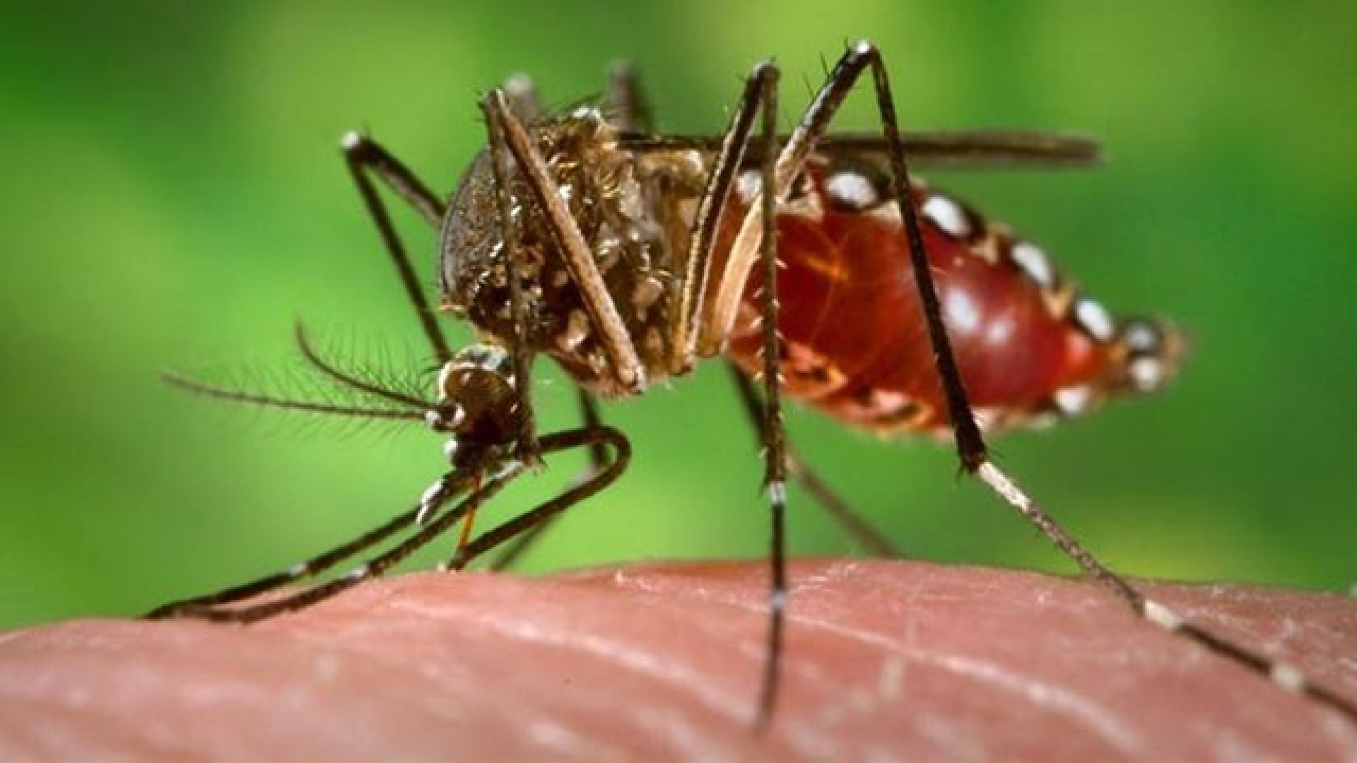Aquí te decimos ¿Por qué los mosquitos pican a unas personas y a otras no?