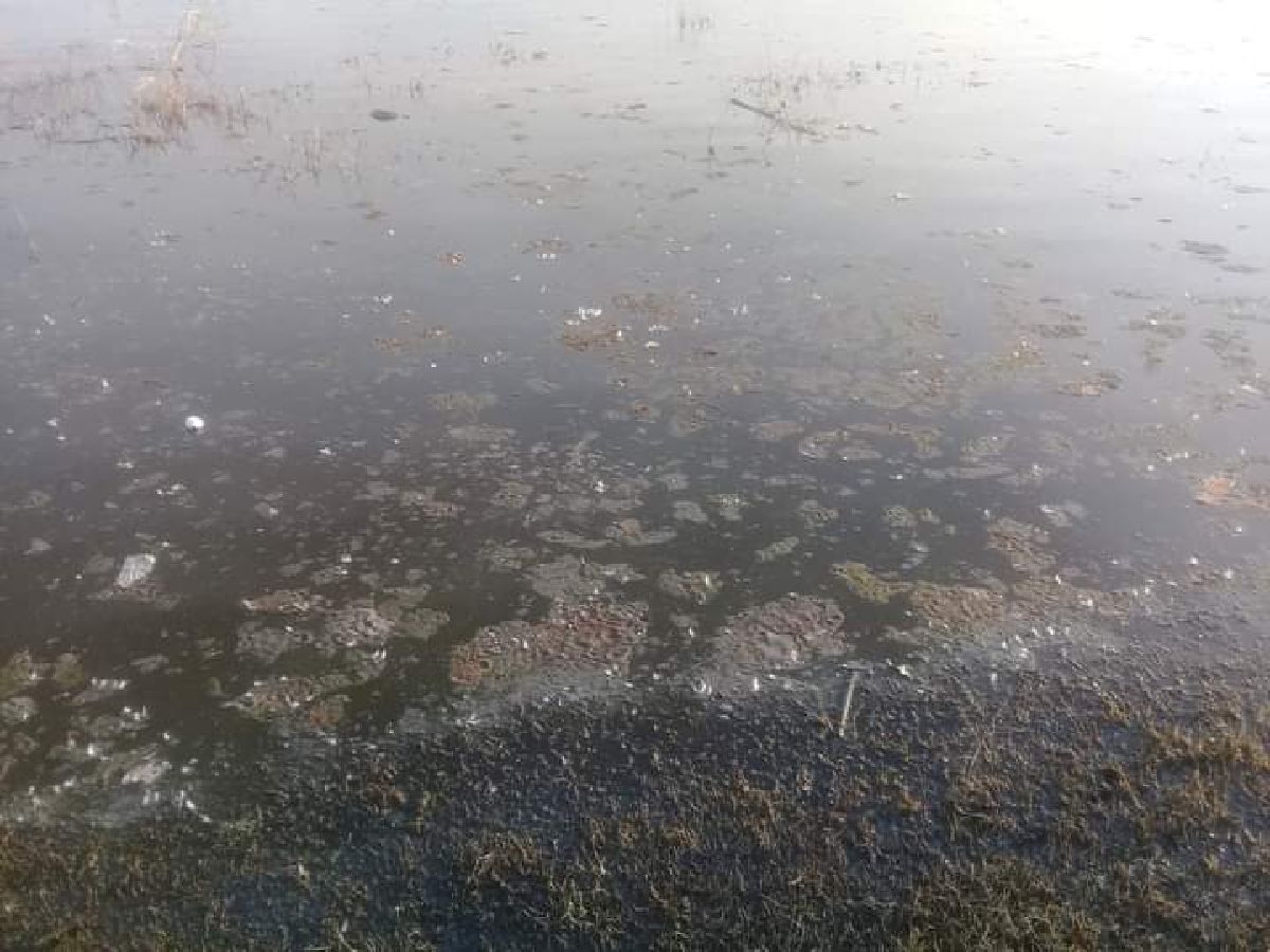 Reiteran solicitud para atender descargas de aguas negras en laguna de Coatetelco