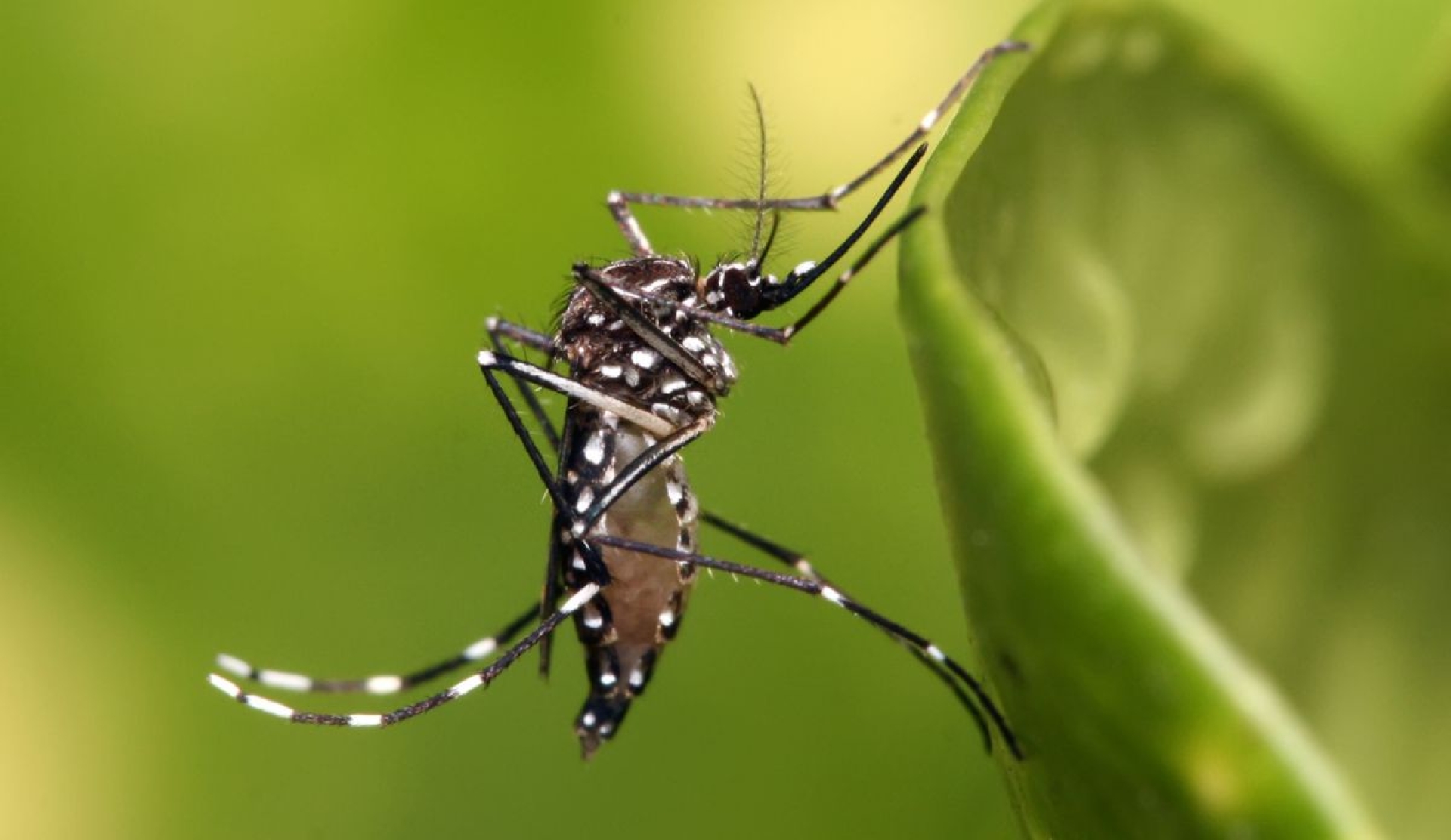 Día Internacional contra el dengue alerta sobre expansión global de la enfermedad