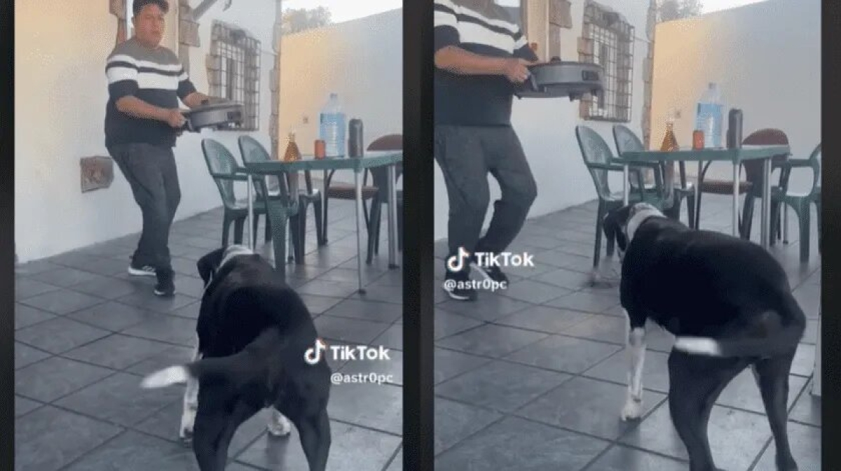 '¡Dale Lola!', Perrita baila 'La Vaca' y se vuelve viral