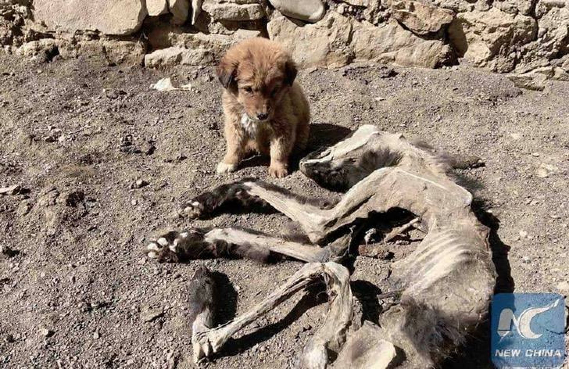 Cachorro no abandona el cadáver de su madre y las fotos estremecen a las redes