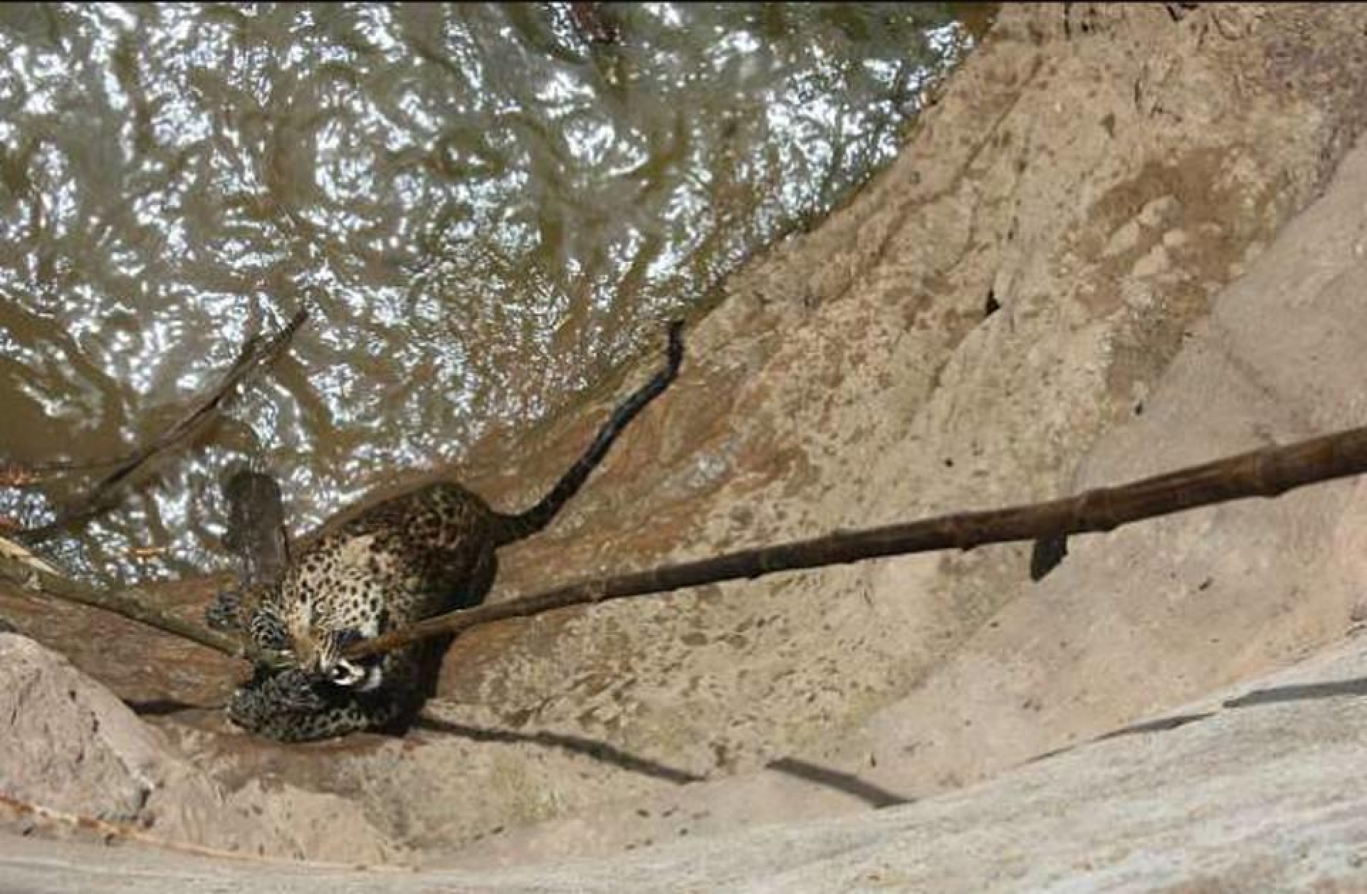 VIDEO: Rescatan a un leopardo atrapado en un pozo
