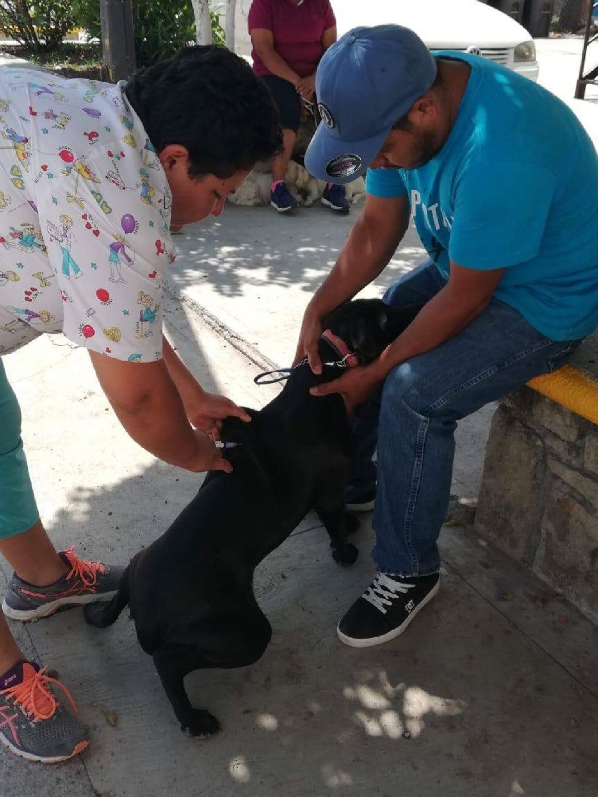 Realizan campaña de esterilización de animales domésticos en Jantetelco