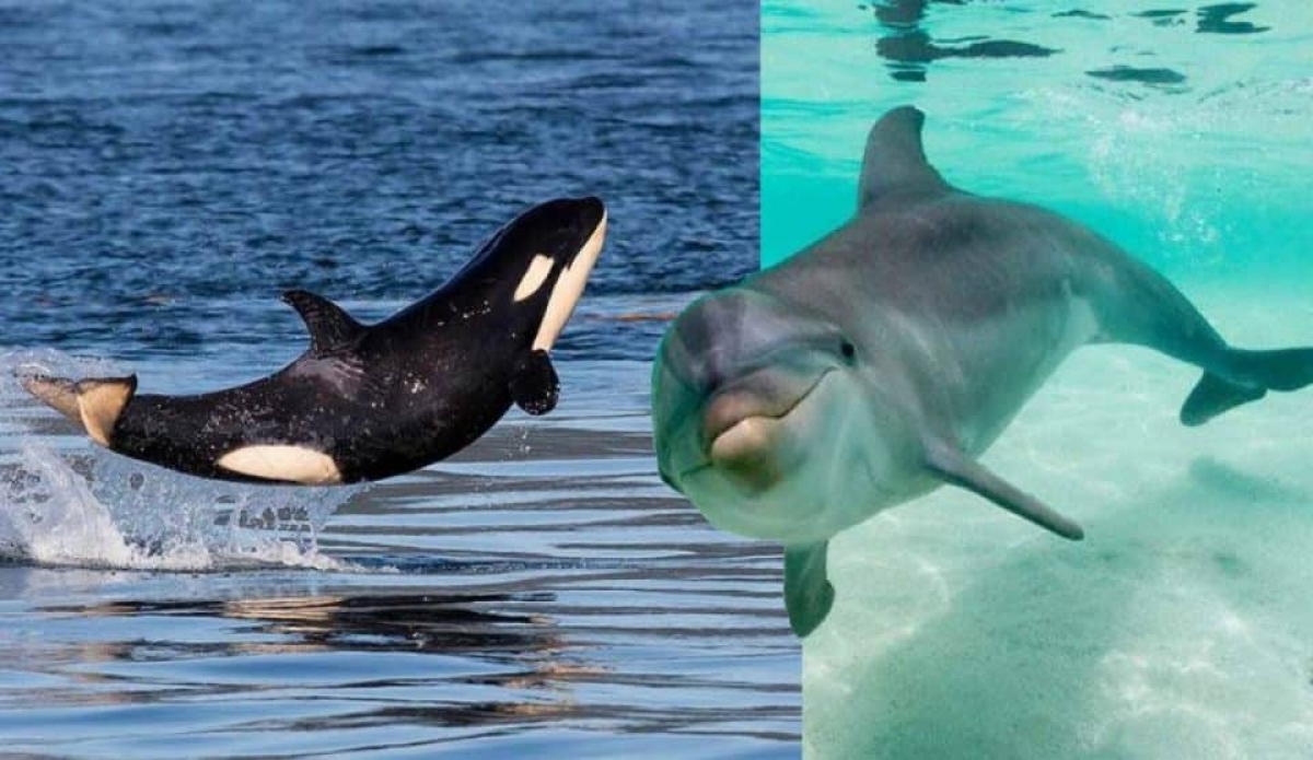 Rusia prohibirá la caza de ballenas y delfines