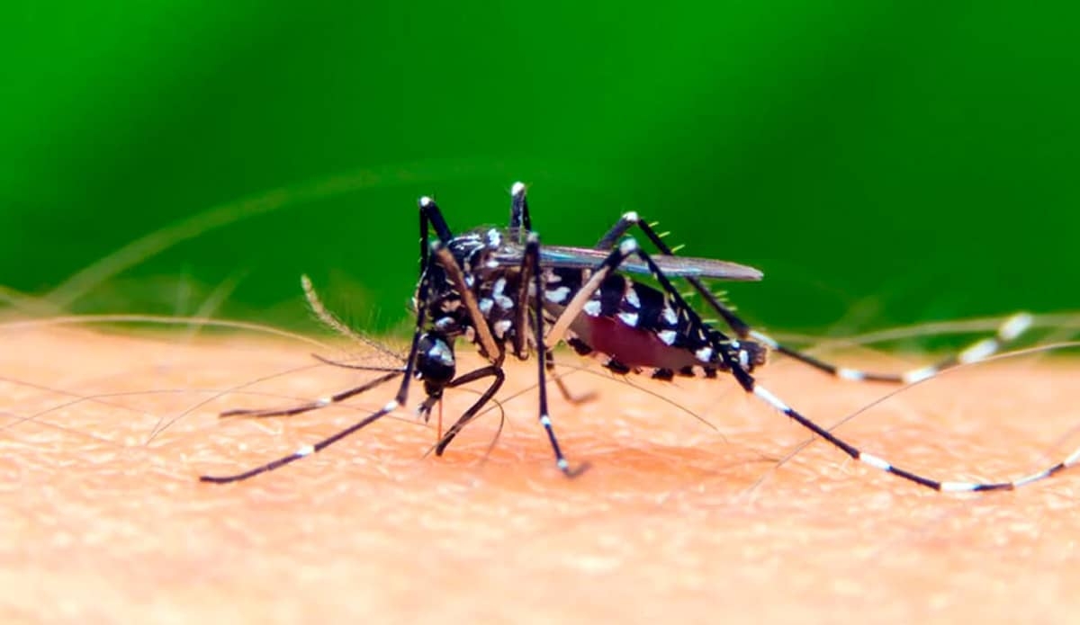 Temen vecinos la proliferación del dengue