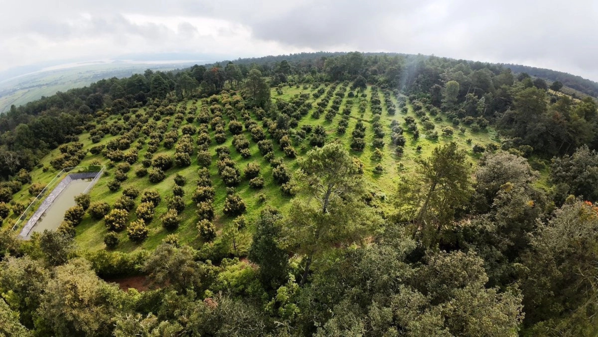 Michoacán envía más de 120 mil toneladas de aguacate para el Super Tazón