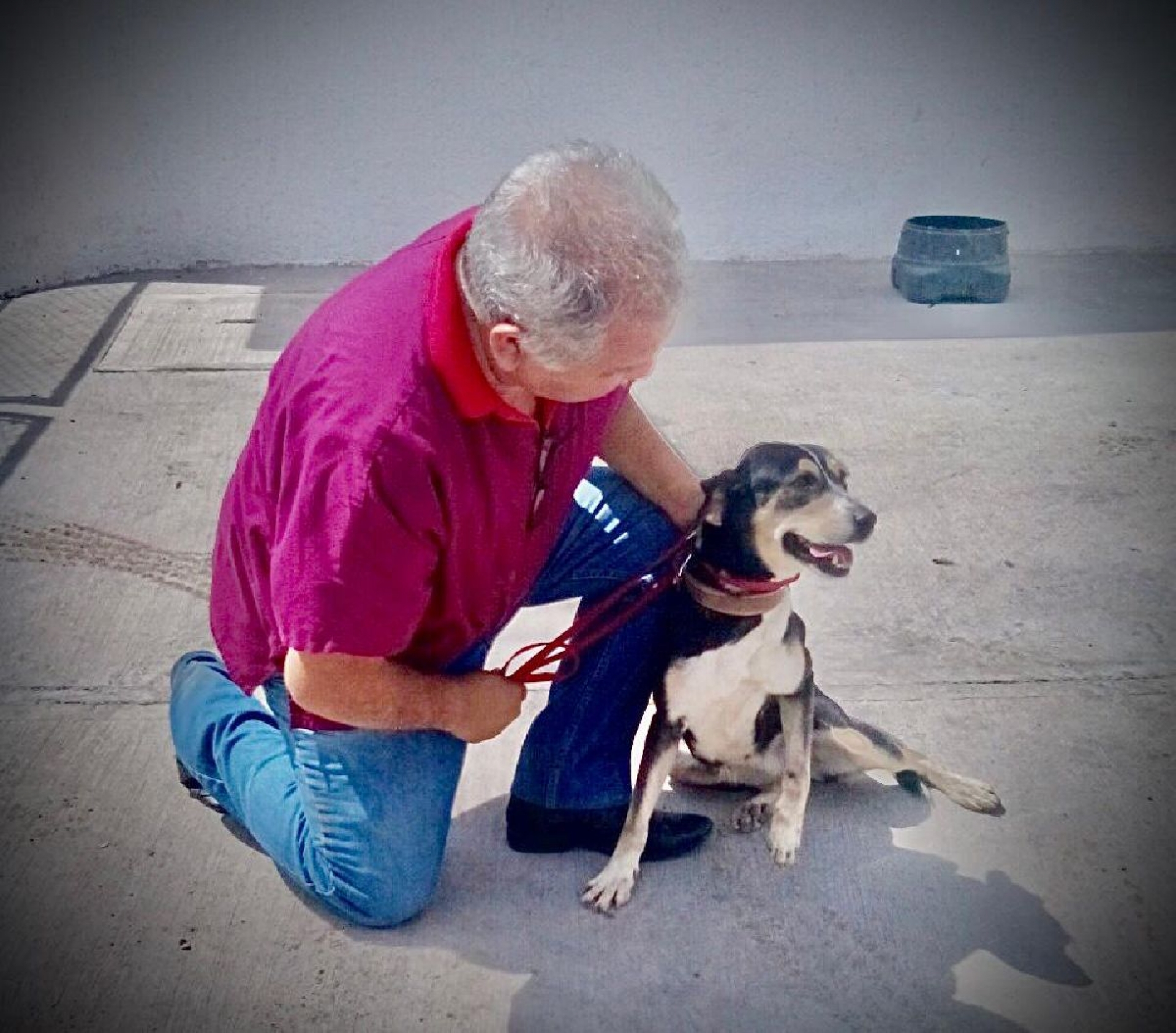 Hay condiciones dignas para mascotas en el centro de acopio canino de Cuernavaca