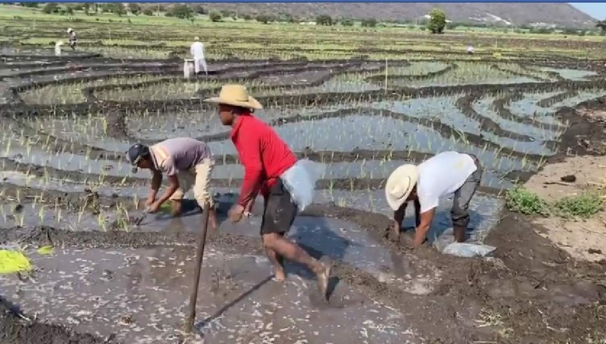 Se mantiene a la baja, la producción de arroz en la región sur